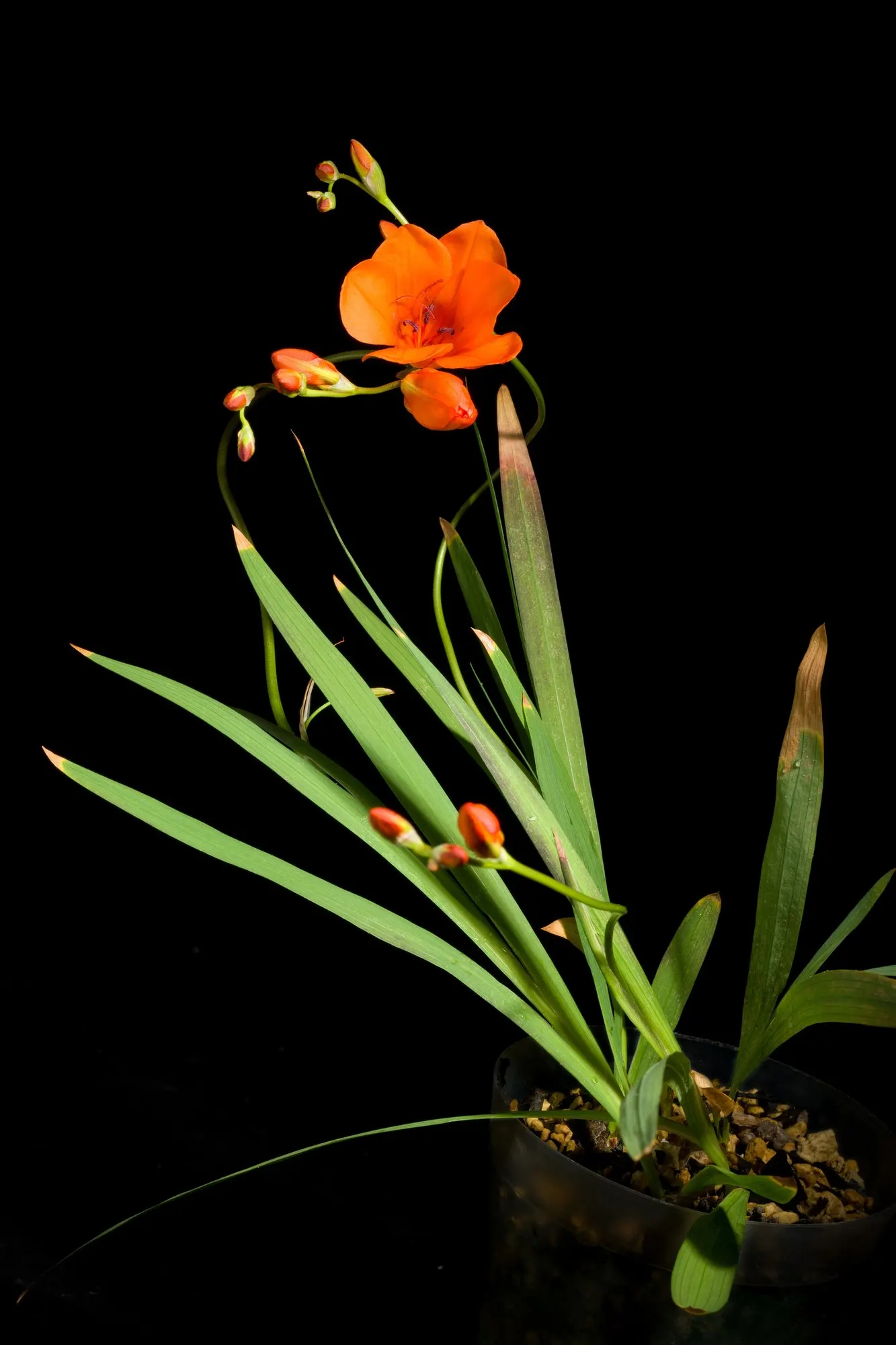 Blazing Star (Tritonia Deusta) — growing in clusters atop slender