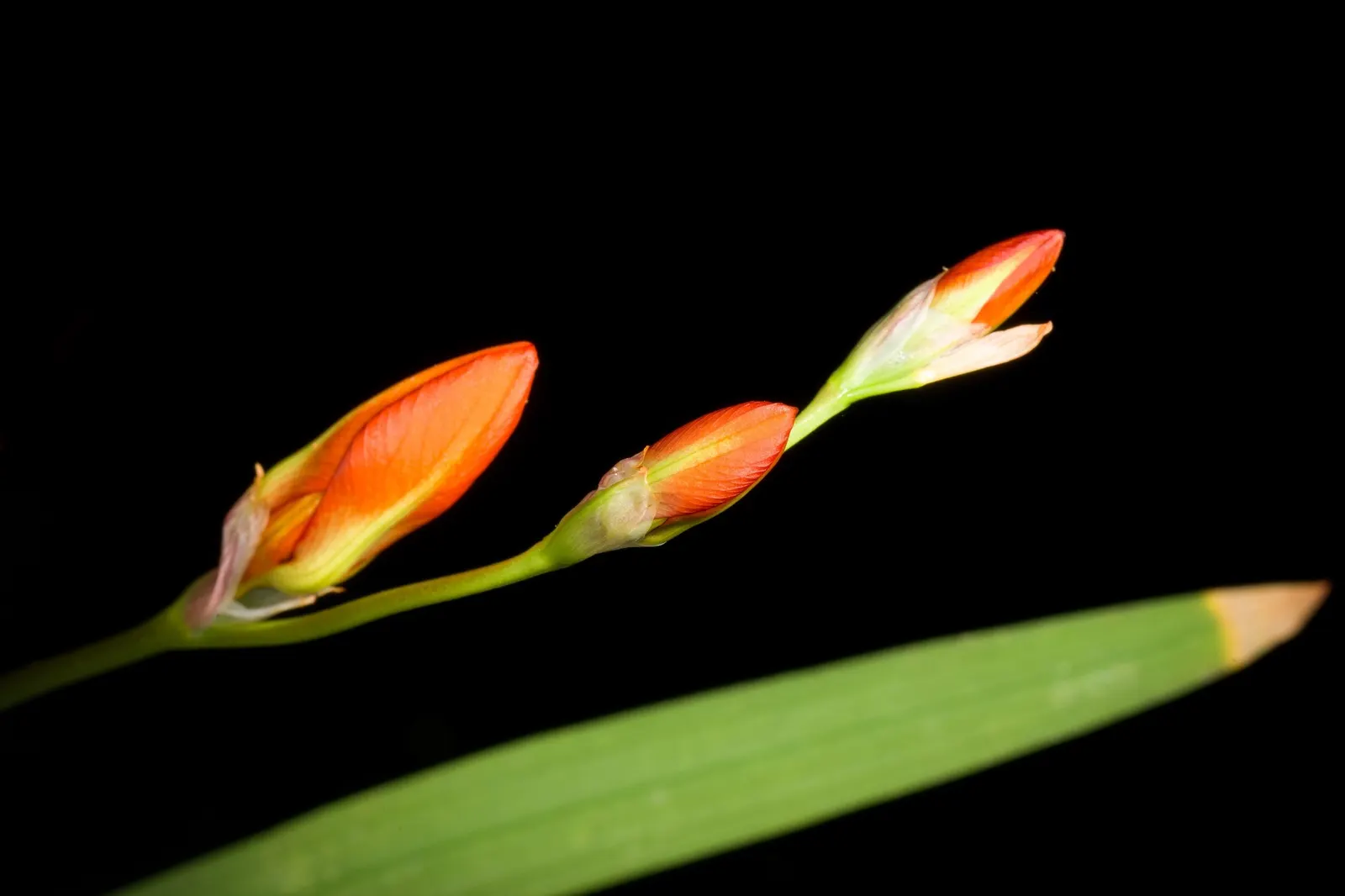 Blazing Star (Tritonia Deusta) — yet sturdy stems.<br><br>When incorporating Orange Freesia into garden designs