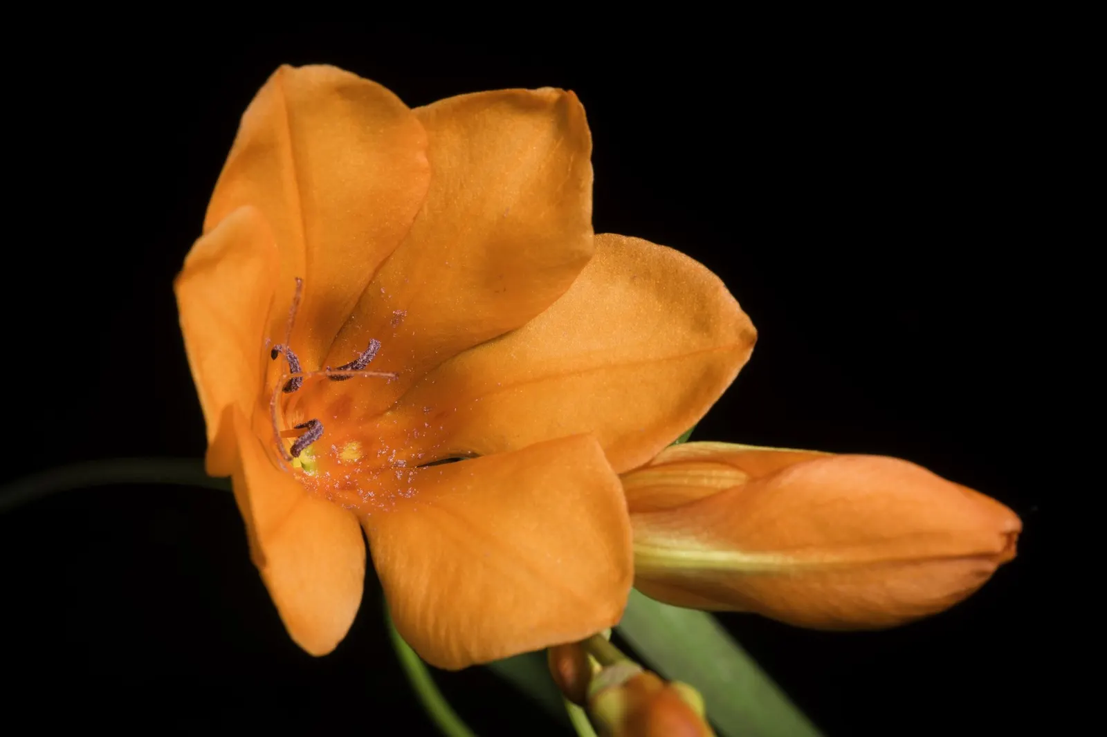 Blazing Star (Tritonia Deusta) — or as an accent in rock gardens