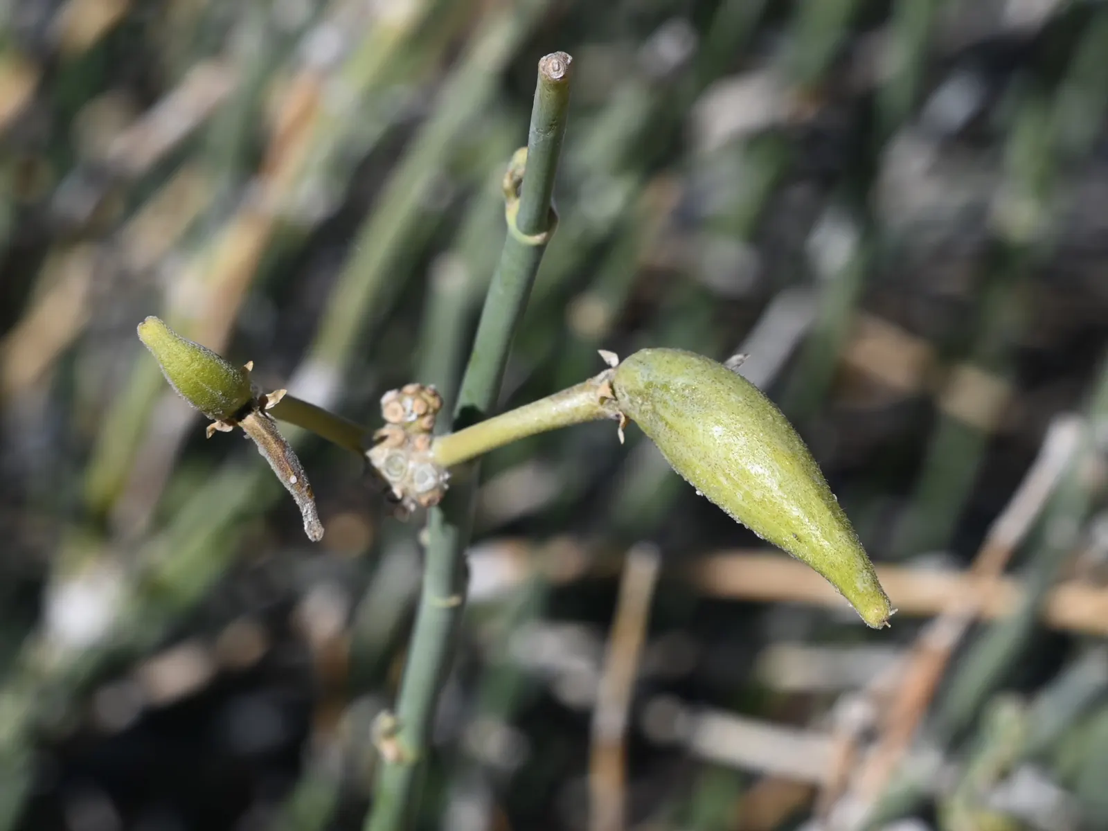 Desert Milkweed (Asclepias Subulata) — When educating a client about Asclepias subulata