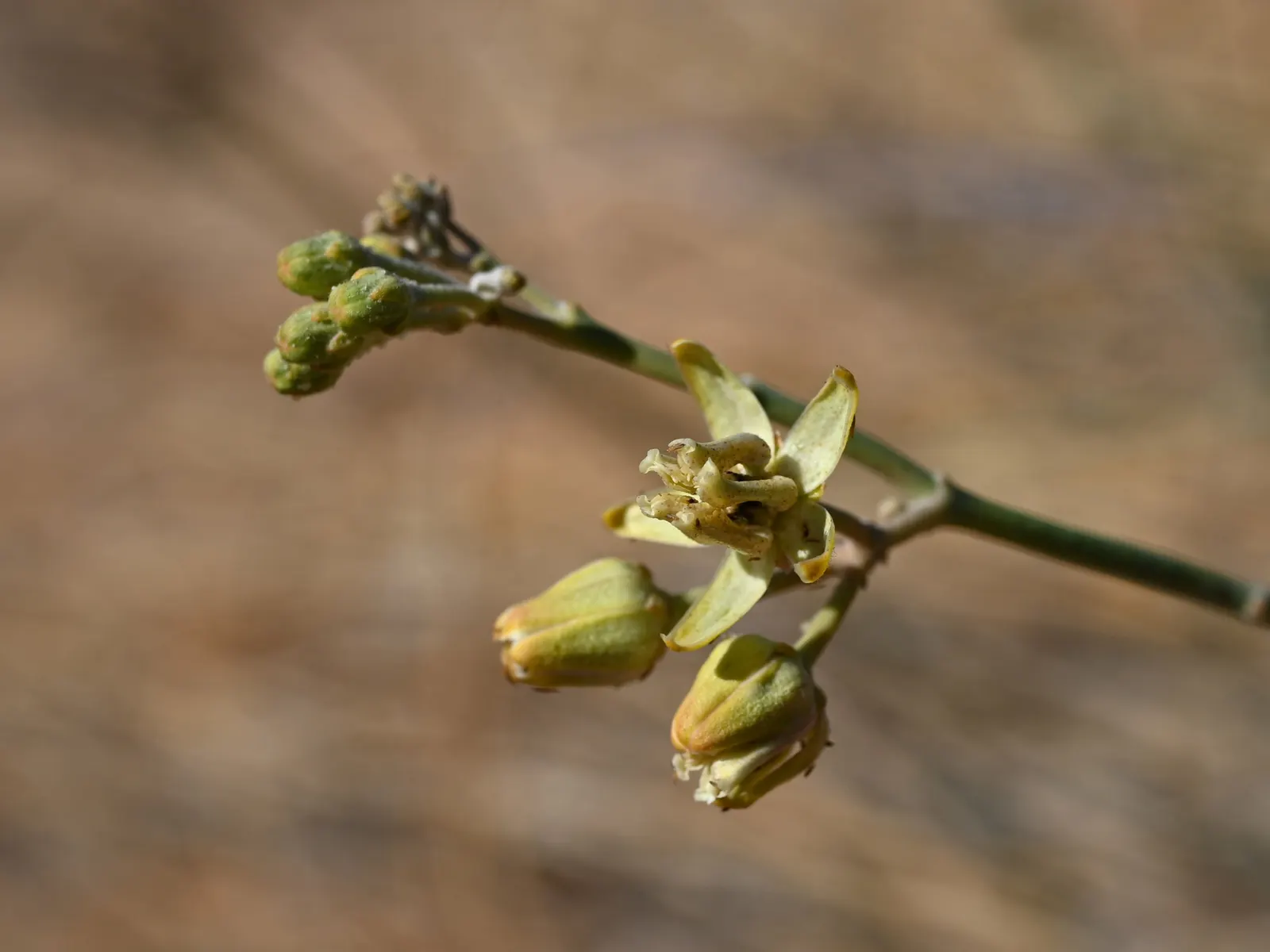 Desert Milkweed (Asclepias Subulata) — this plant forms an erect and statuesque silhouette in the landscape; it may be leafless.<br><br>A noteworthy