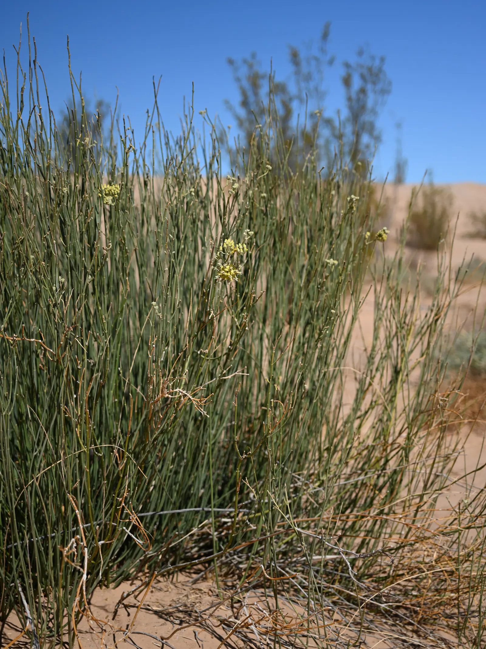 Desert Milkweed (Asclepias Subulata) — With a growth habit reaching approximately 3 to 4 feet in height and spreading up to 2 feet wide; adding a unique