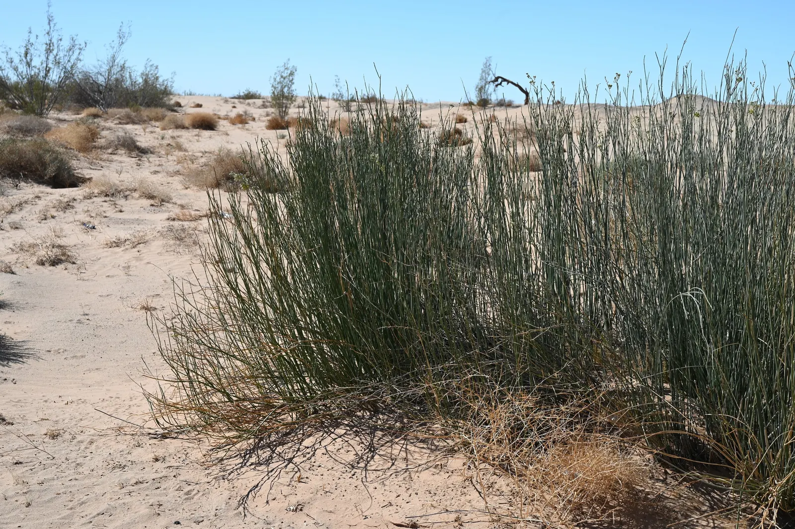 Desert Milkweed (Asclepias Subulata) — preferring well-drained soils