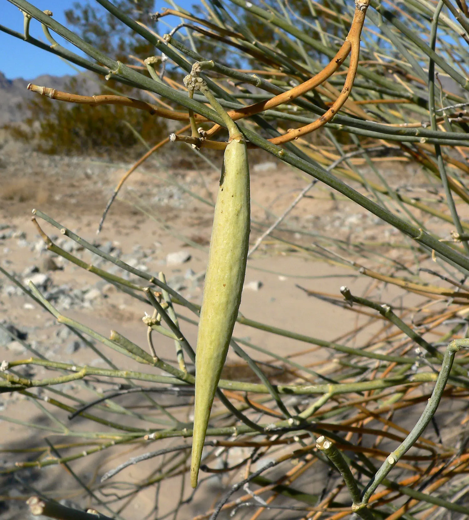 Desert Milkweed (Asclepias Subulata) — This sun-loving species thrives in well-drained soils and requires minimal watering; desert Milkweed (Asclepias