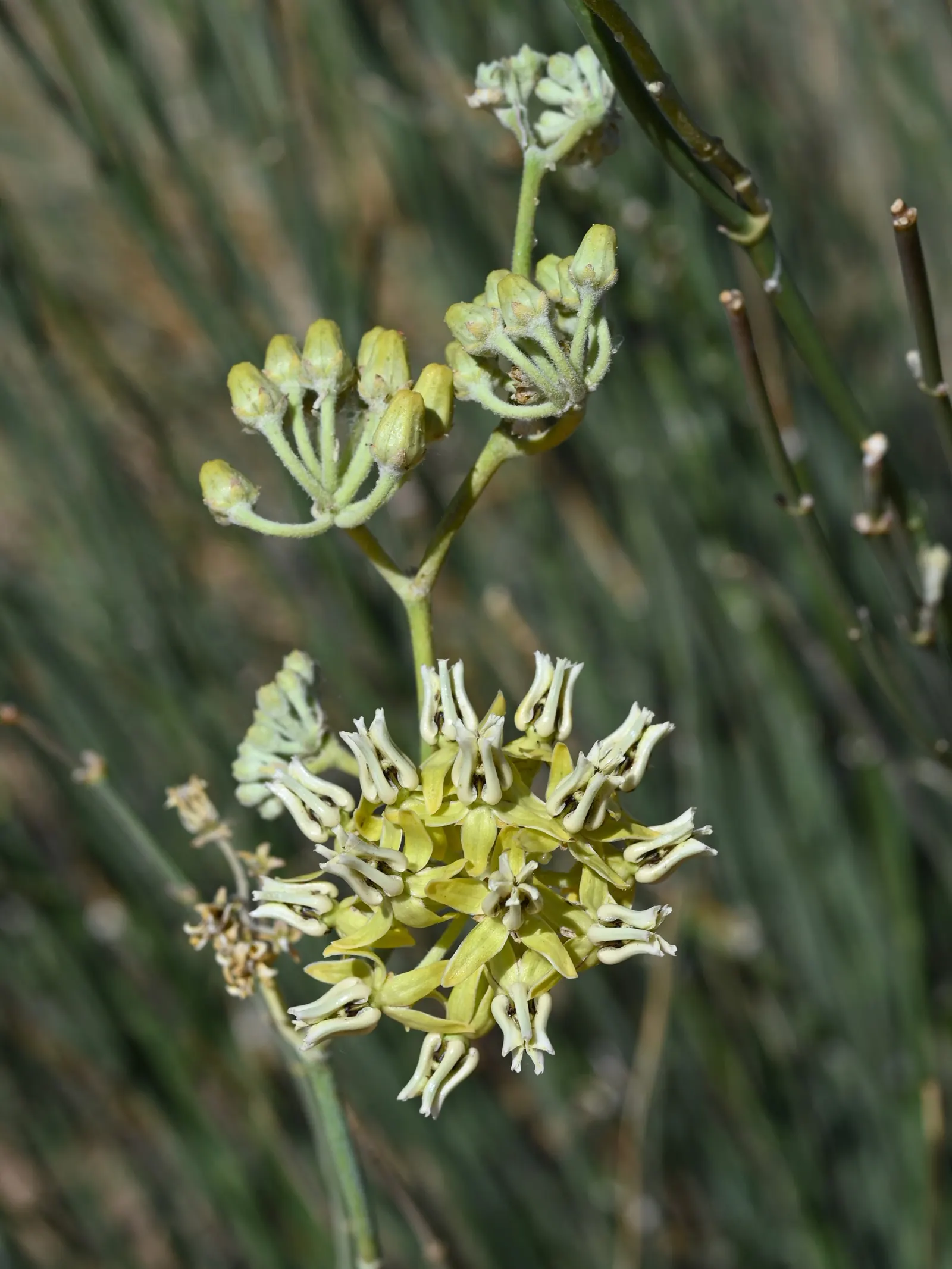 Desert Milkweed (Asclepias Subulata) — This sun-loving species thrives in well-drained soils and requires minimal watering