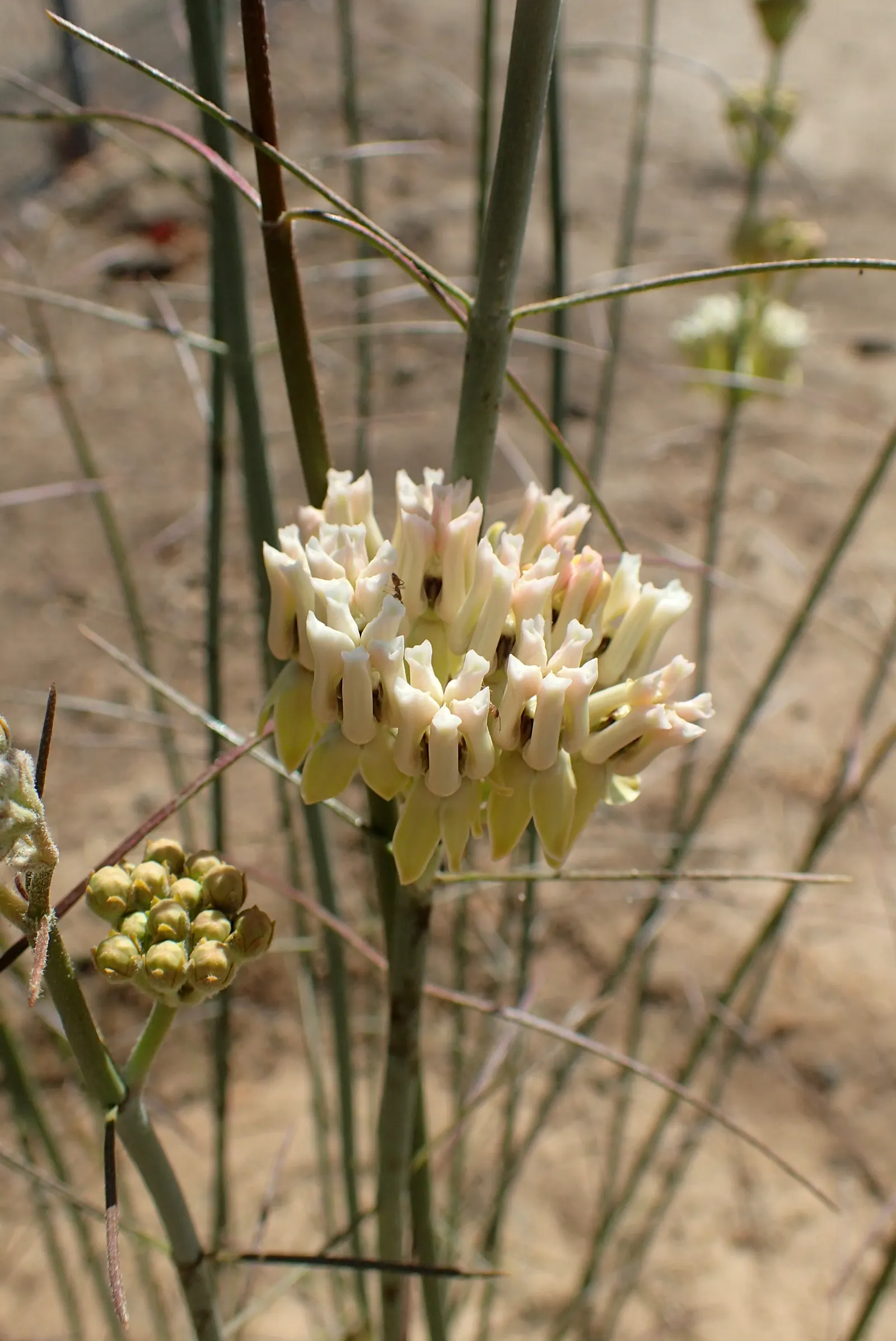 Desert Milkweed (Asclepias Subulata) — is a perennial plant indigenous to the desert regions of the Southwestern United States and Northern Mexico