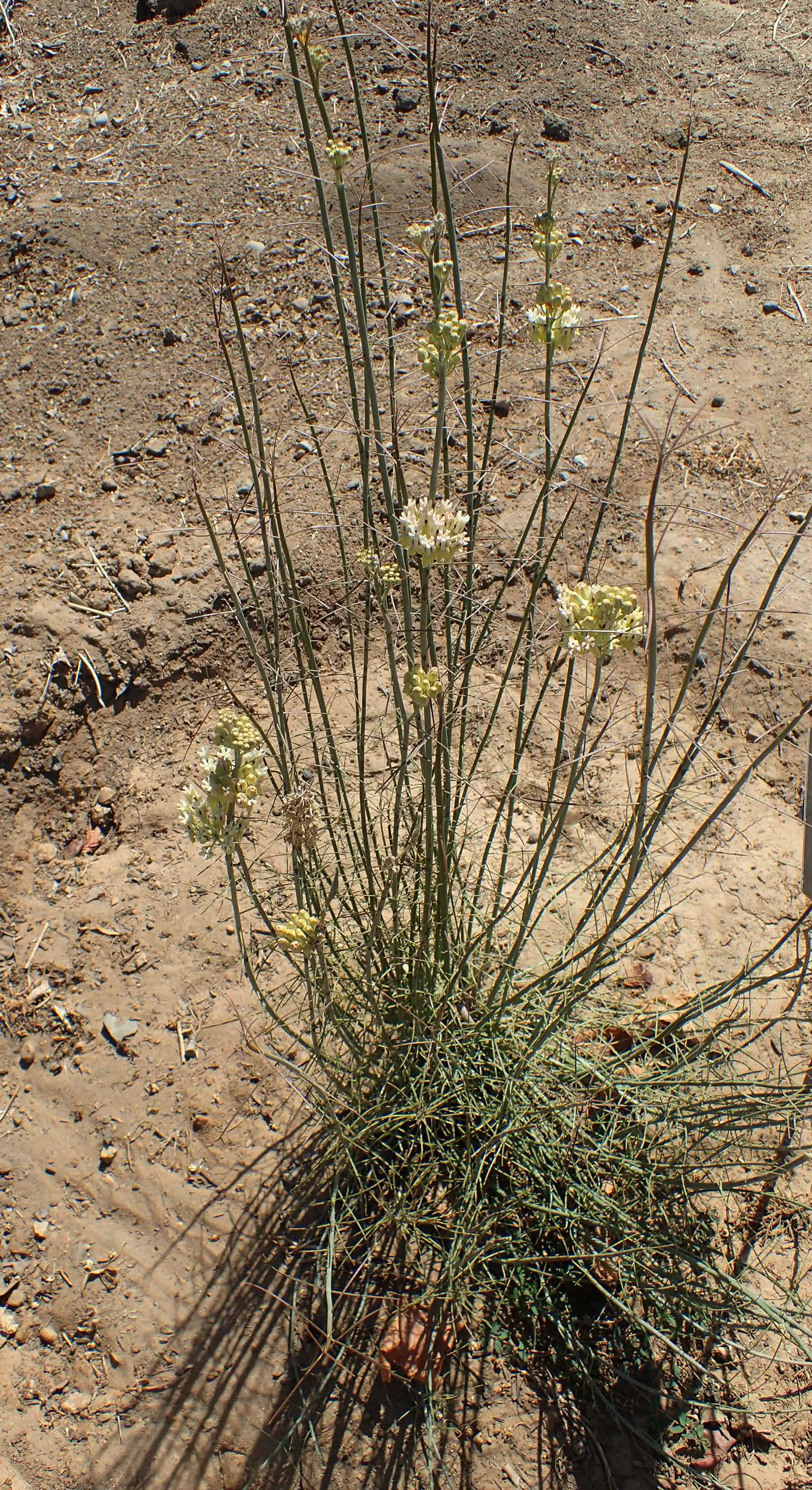 Desert Milkweed (Asclepias Subulata) — attracting a variety of pollinators