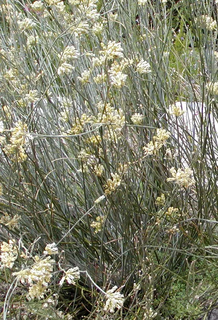 Desert Milkweed (Asclepias Subulata) — flourishing in zones 7-10; pencil-like green leaves that minimize water loss