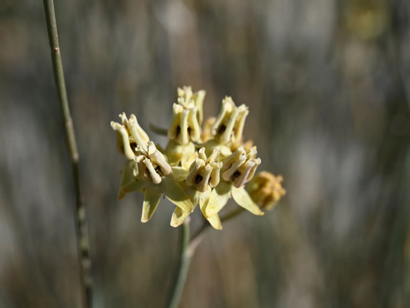 Desert Milkweed (Asclepias Subulata) — Desert Milkweed (Asclepias subulata) is a drought-tolerant perennial; this sun-loving species thrives in well-drained