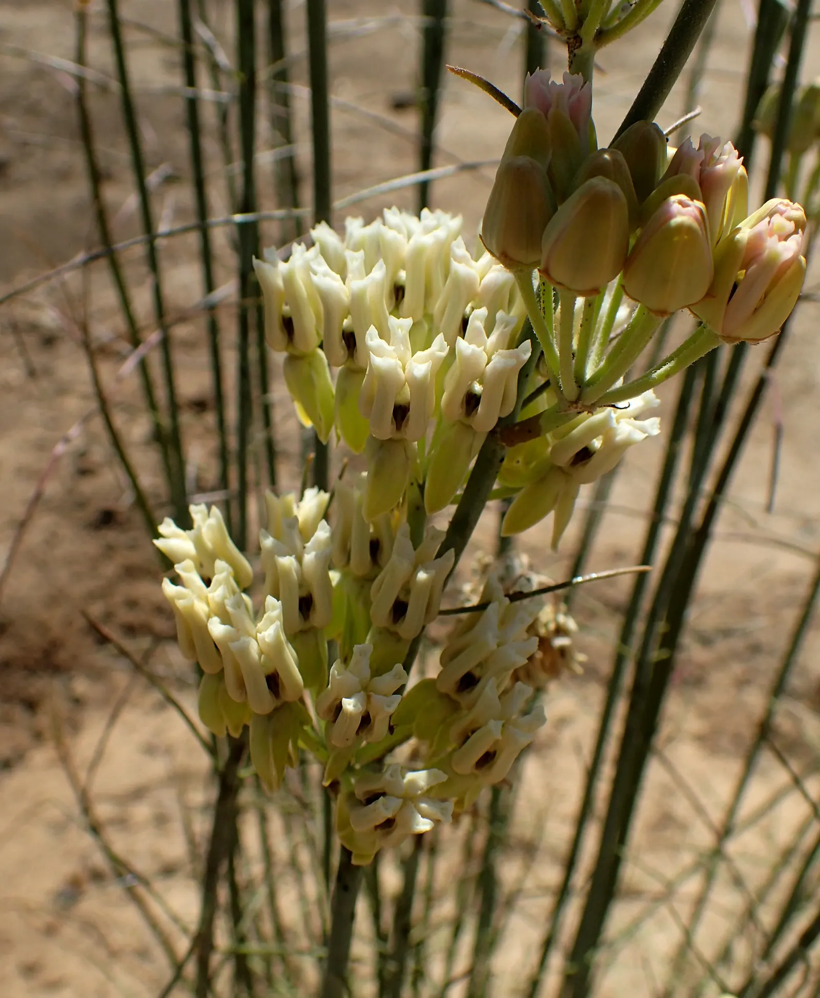 Desert Milkweed (Asclepias Subulata) — standing 3-4 feet tall with a similar spread