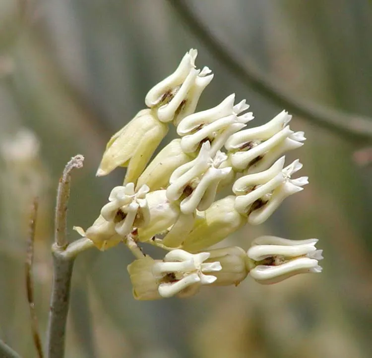 Desert Milkweed (Asclepias Subulata) — succulent for full