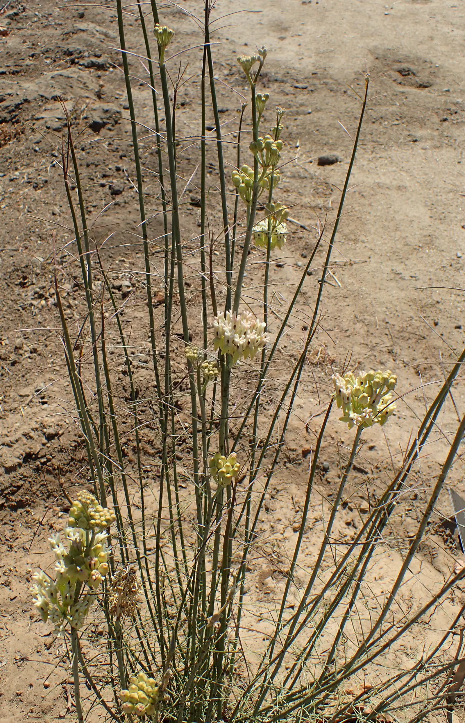 Desert Milkweed (Asclepias Subulata) — pencil-like green leaves that minimize water loss