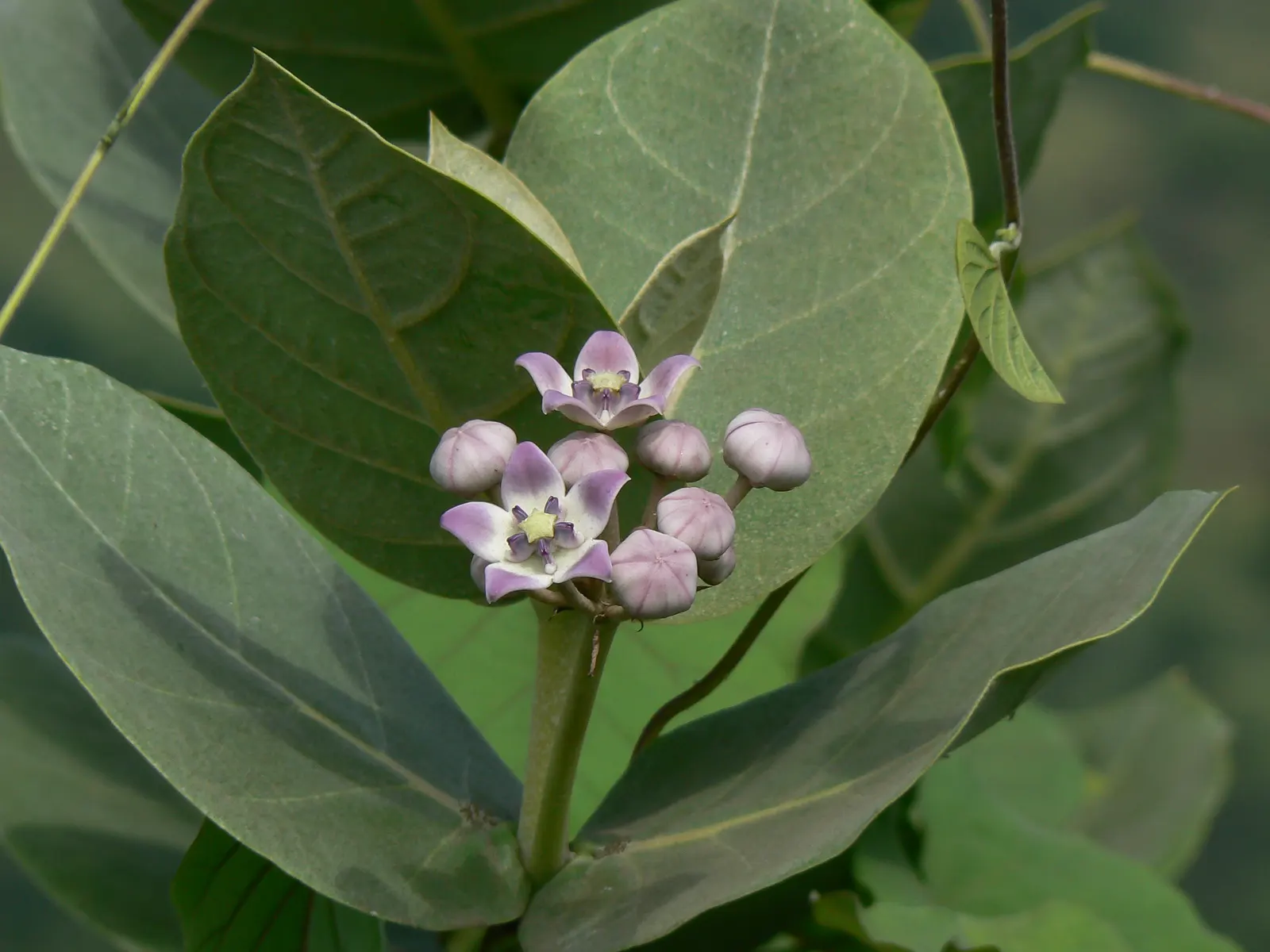 Desert Milkweed (Asclepias Subulata) — adding a unique vertical element to xeric landscapes and native gardens; with a growth habit reaching approximately 3 to