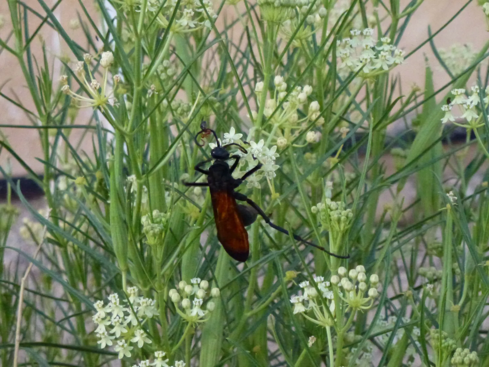 Desert Milkweed (Asclepias Subulata) — which relies on milkweed species for its lifecycle