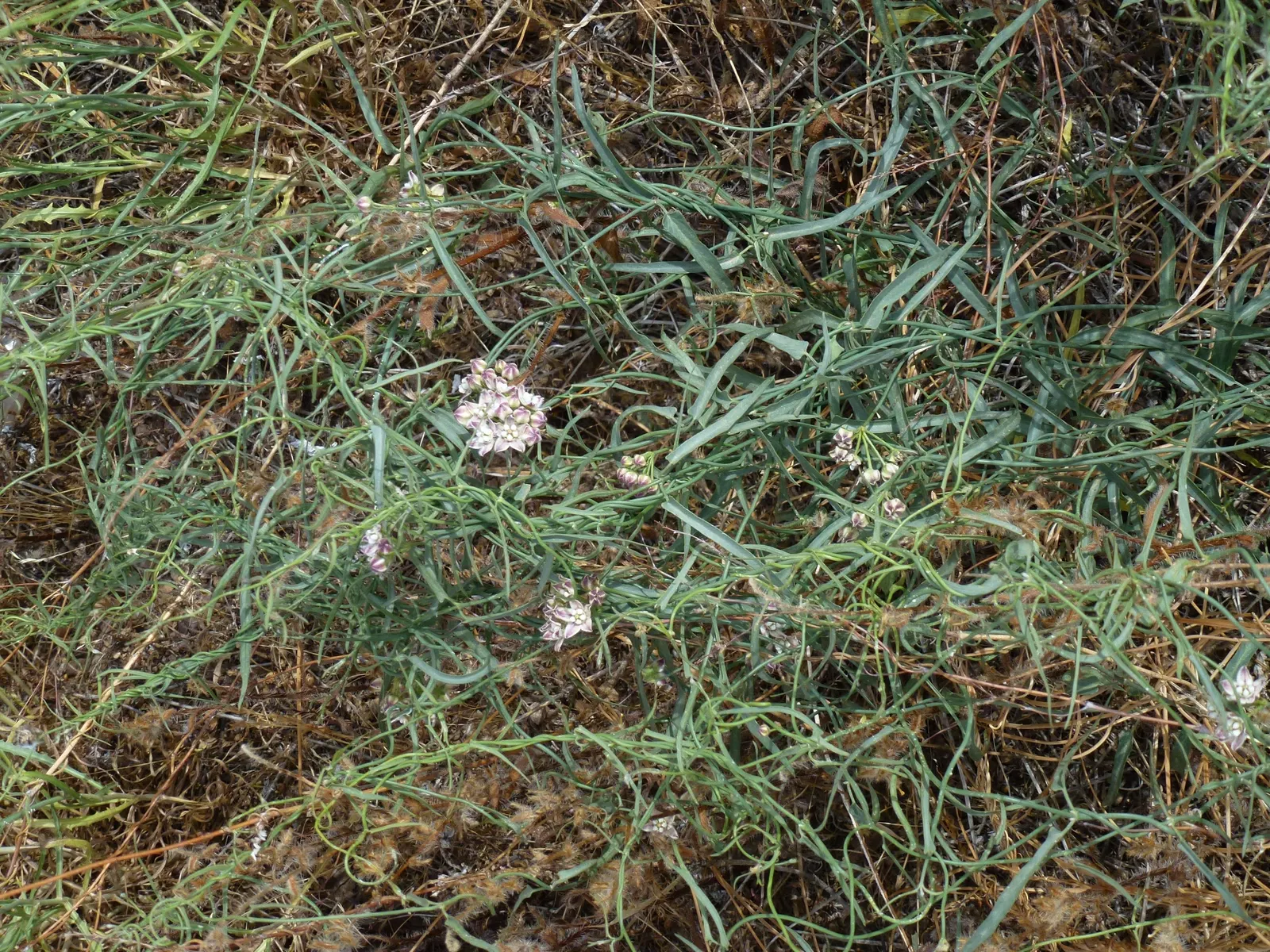 Desert Milkweed (Asclepias Subulata) — emphasis on its role in the ecosystem and its minimal watering needs should be made