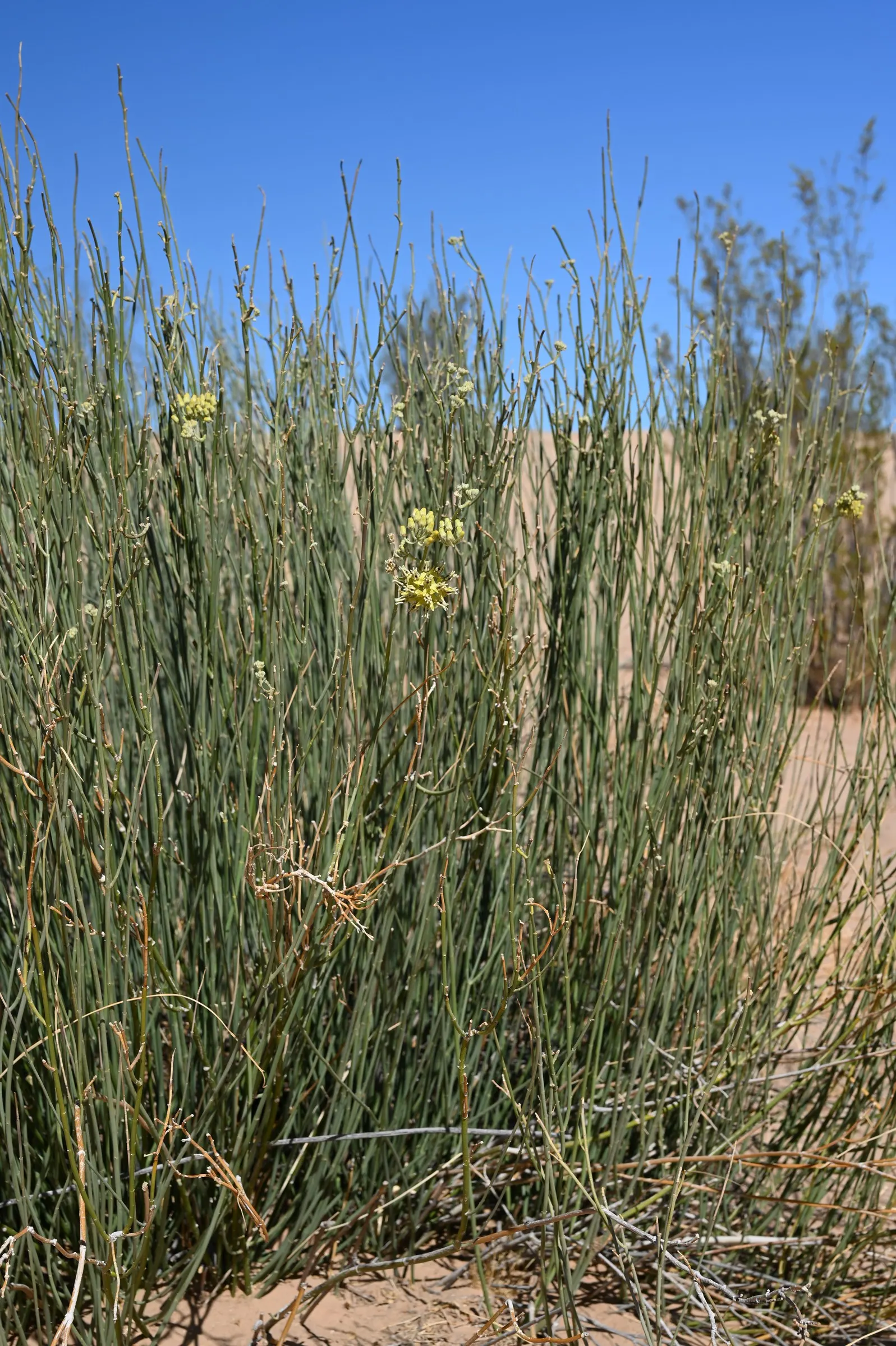 Desert Milkweed (Asclepias Subulata) — standing 3-4 feet tall with a similar spread; preferring well-drained soils