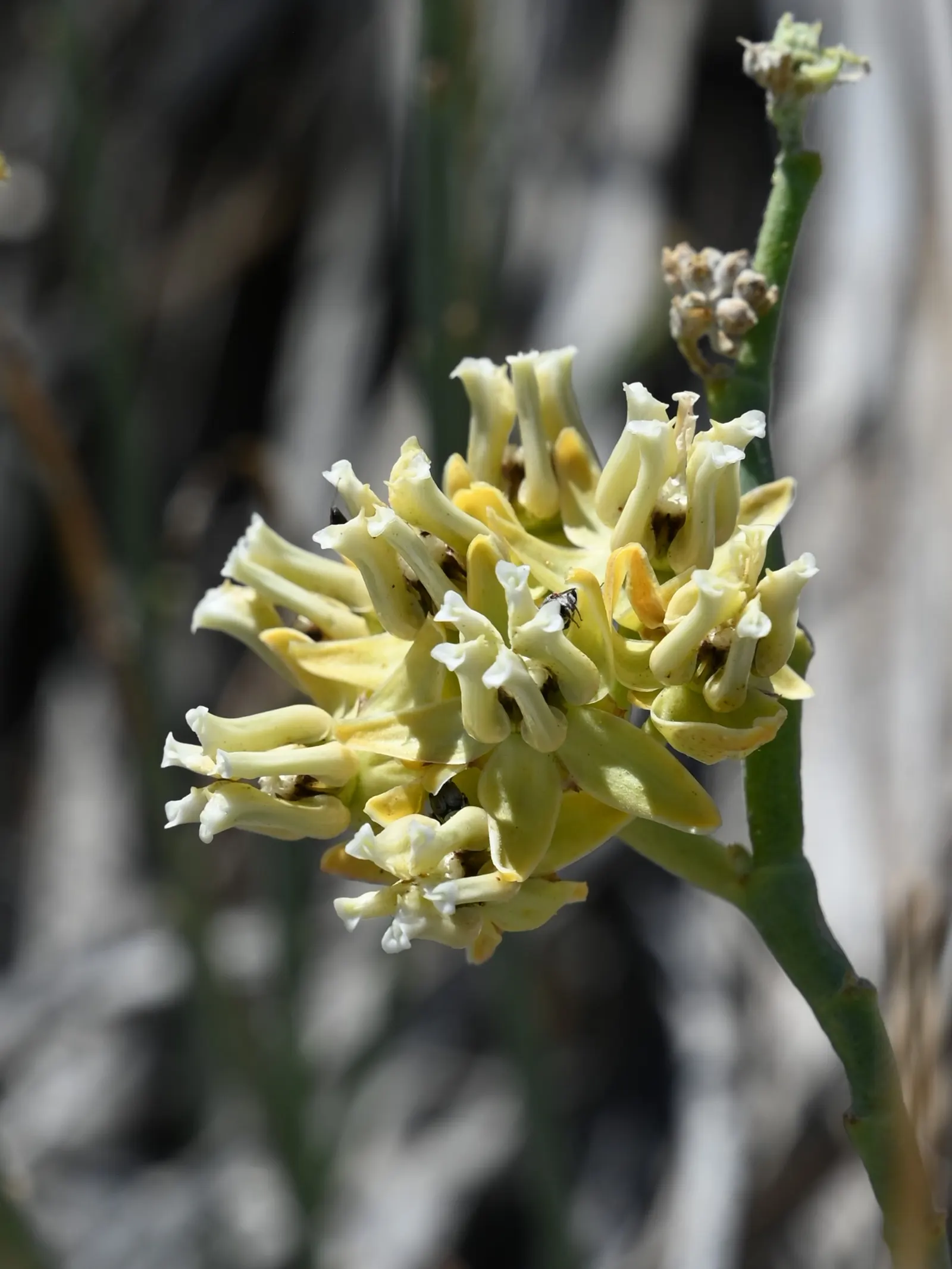 Desert Milkweed (Asclepias Subulata) — including the Monarch butterfly