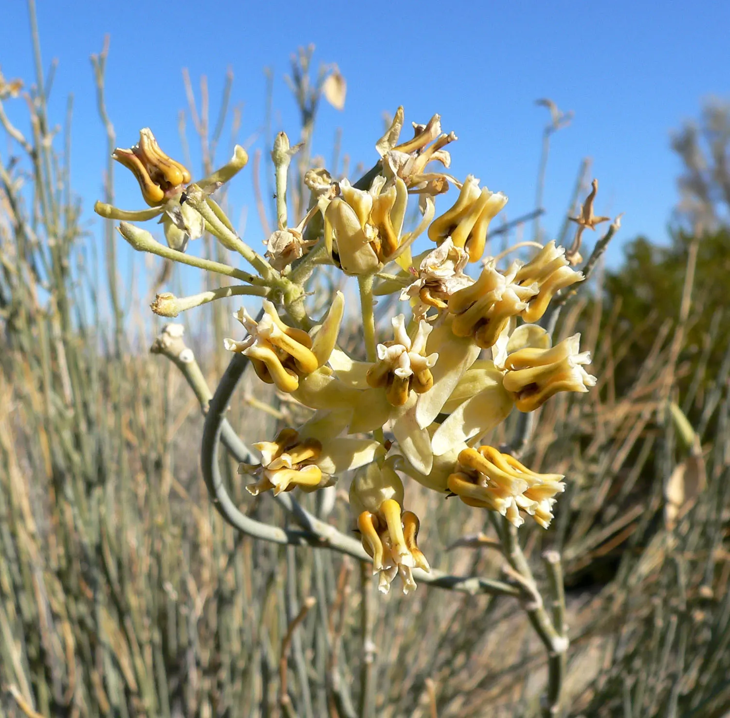 Desert Milkweed (Asclepias Subulata) — As an architect designing a landscape