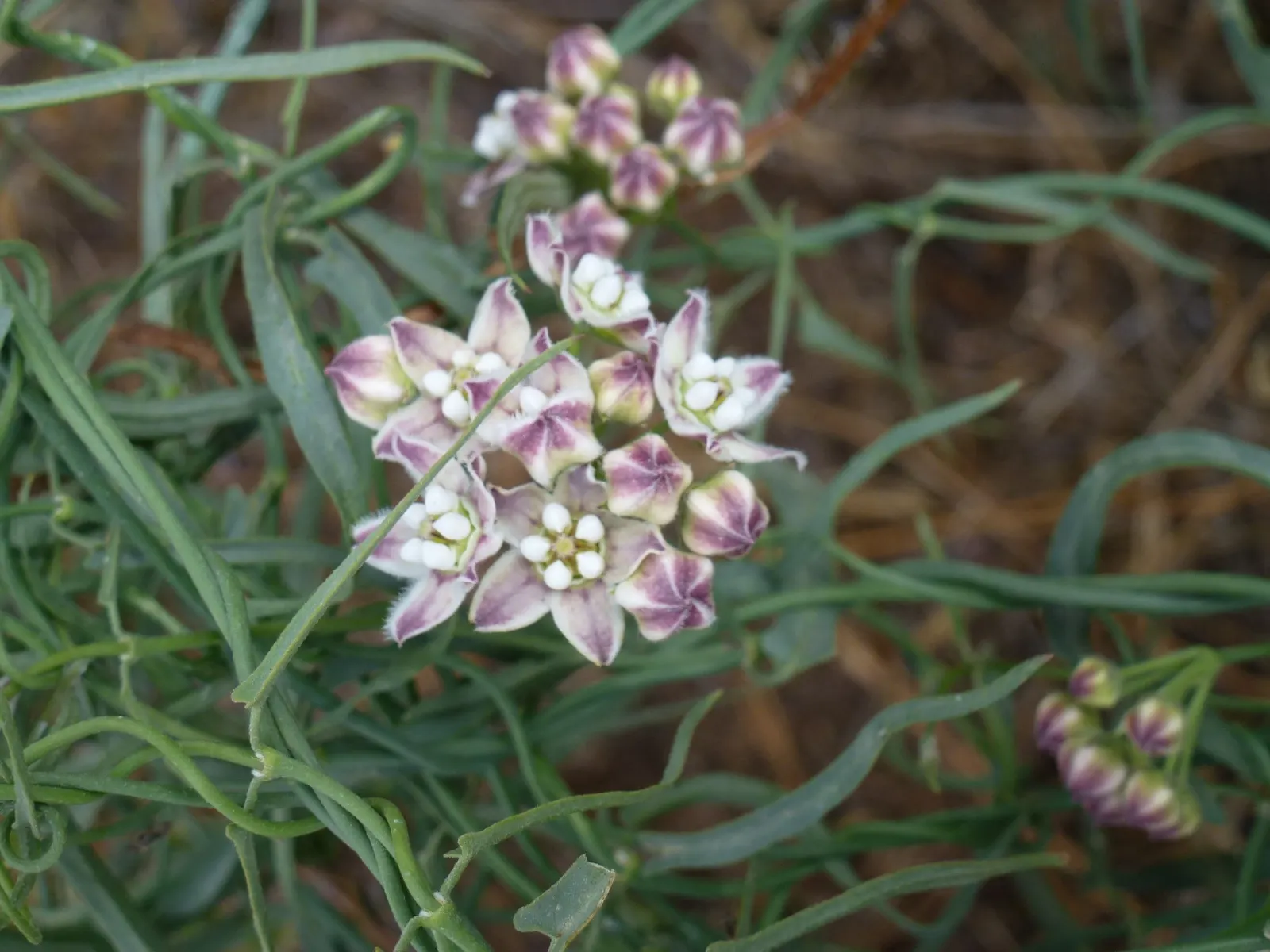 Desert Milkweed (Asclepias Subulata) — The flowers give way to slender pods containing seeds with silk-like hairs