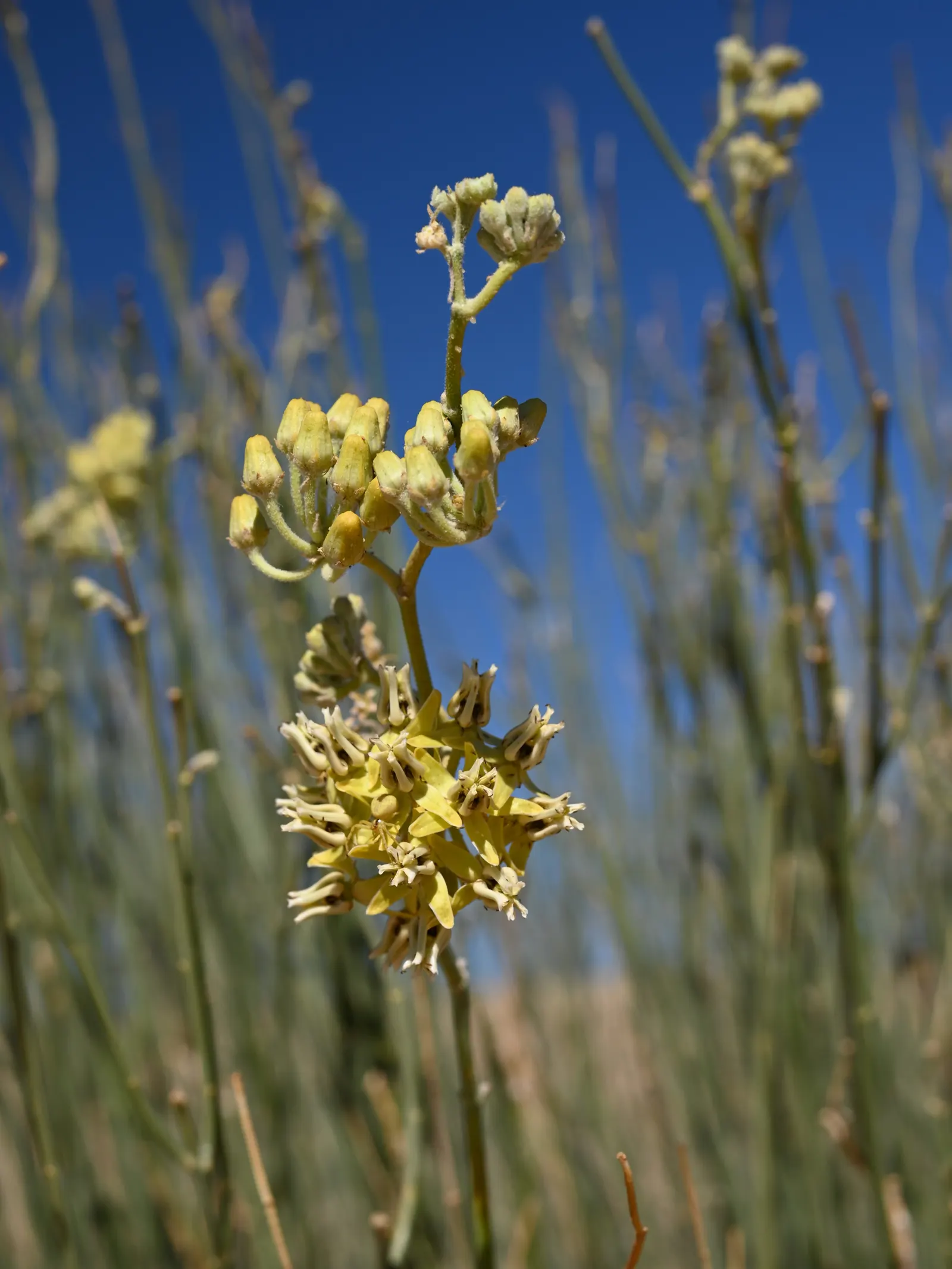 Desert Milkweed (Asclepias Subulata) — commonly known as Desert Milkweed or Rush Milkweed; including the Monarch butterfly