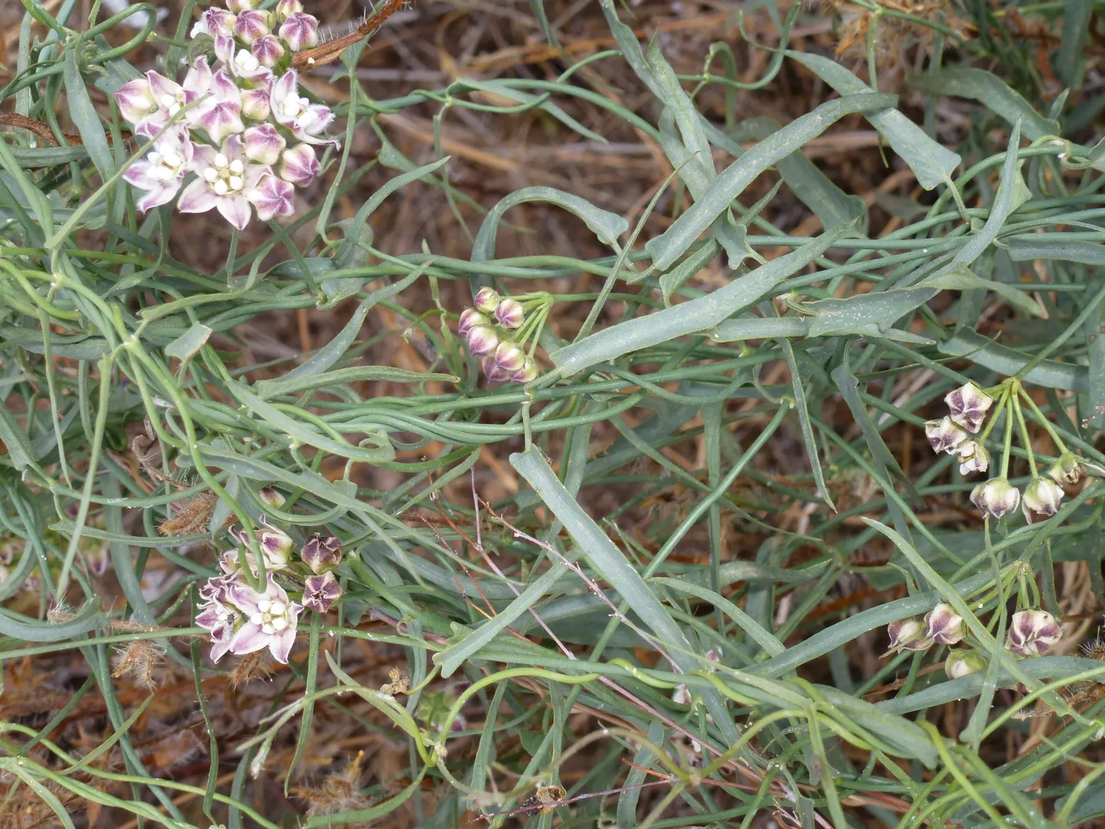 Desert Milkweed (Asclepias Subulata) — succulent with white blooms