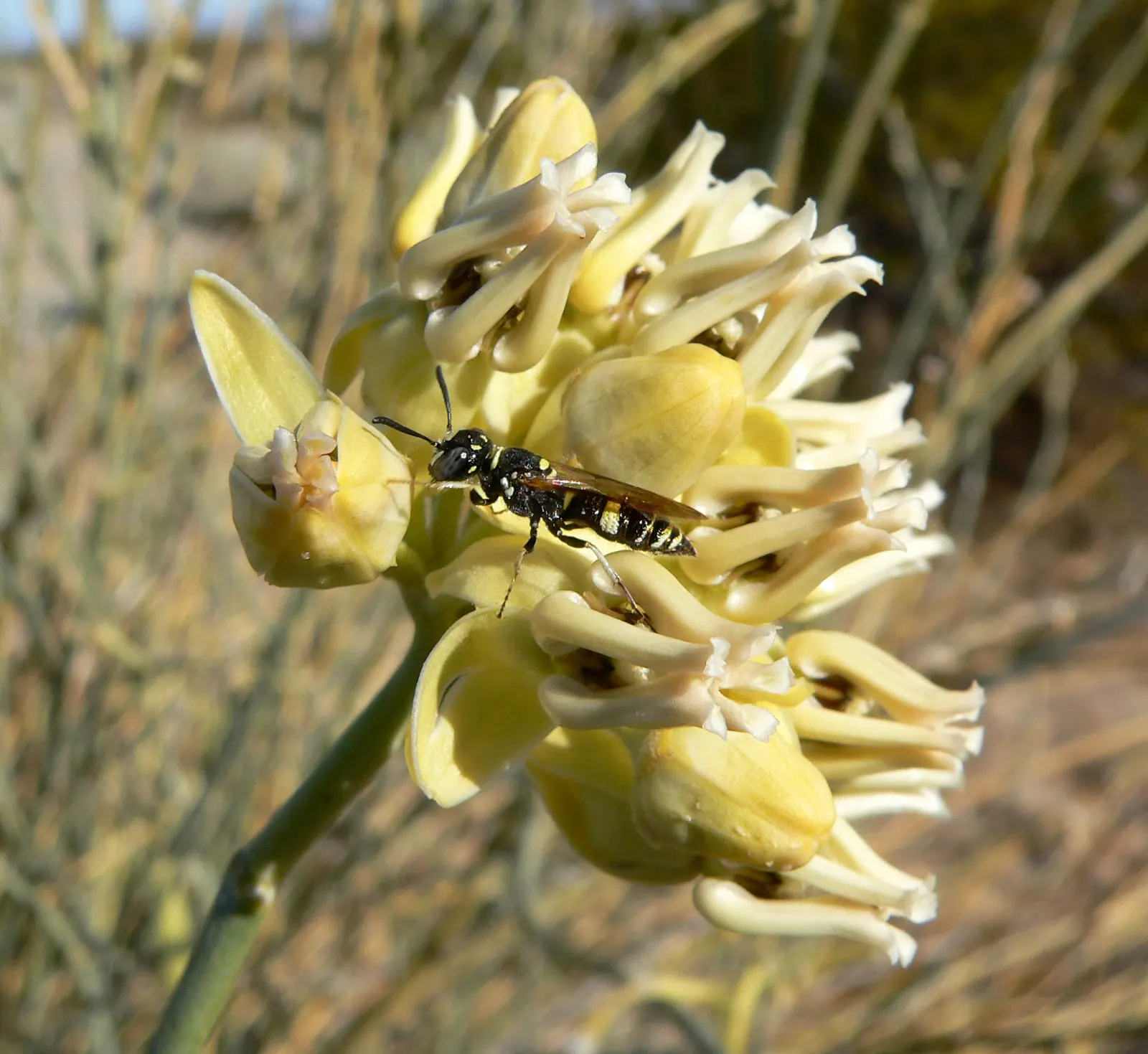 Desert Milkweed (Asclepias Subulata) — white flowers in the garden