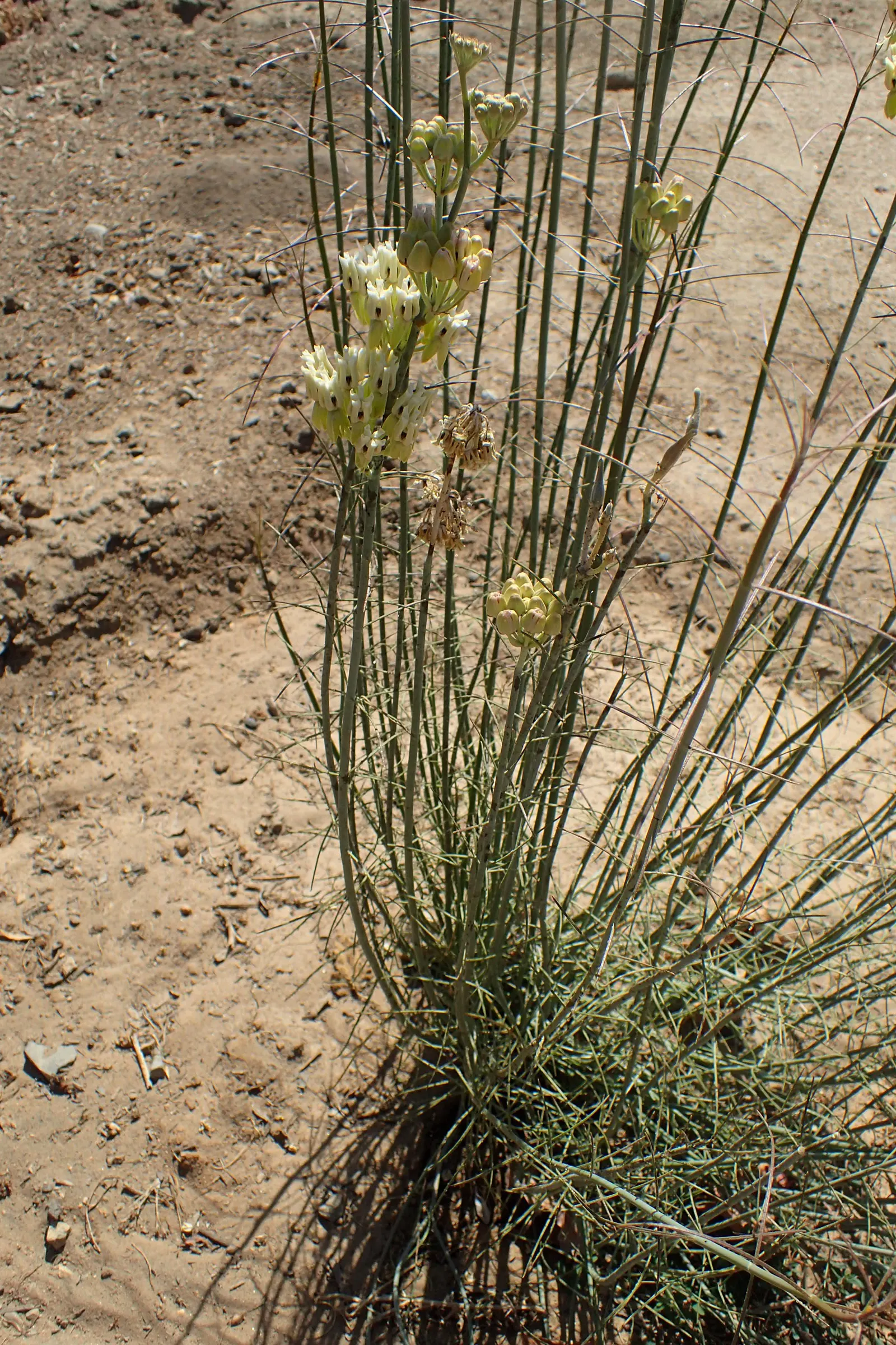 Desert Milkweed (Asclepias Subulata) — Desert Milkweed (Asclepias subulata) is a drought-tolerant perennial