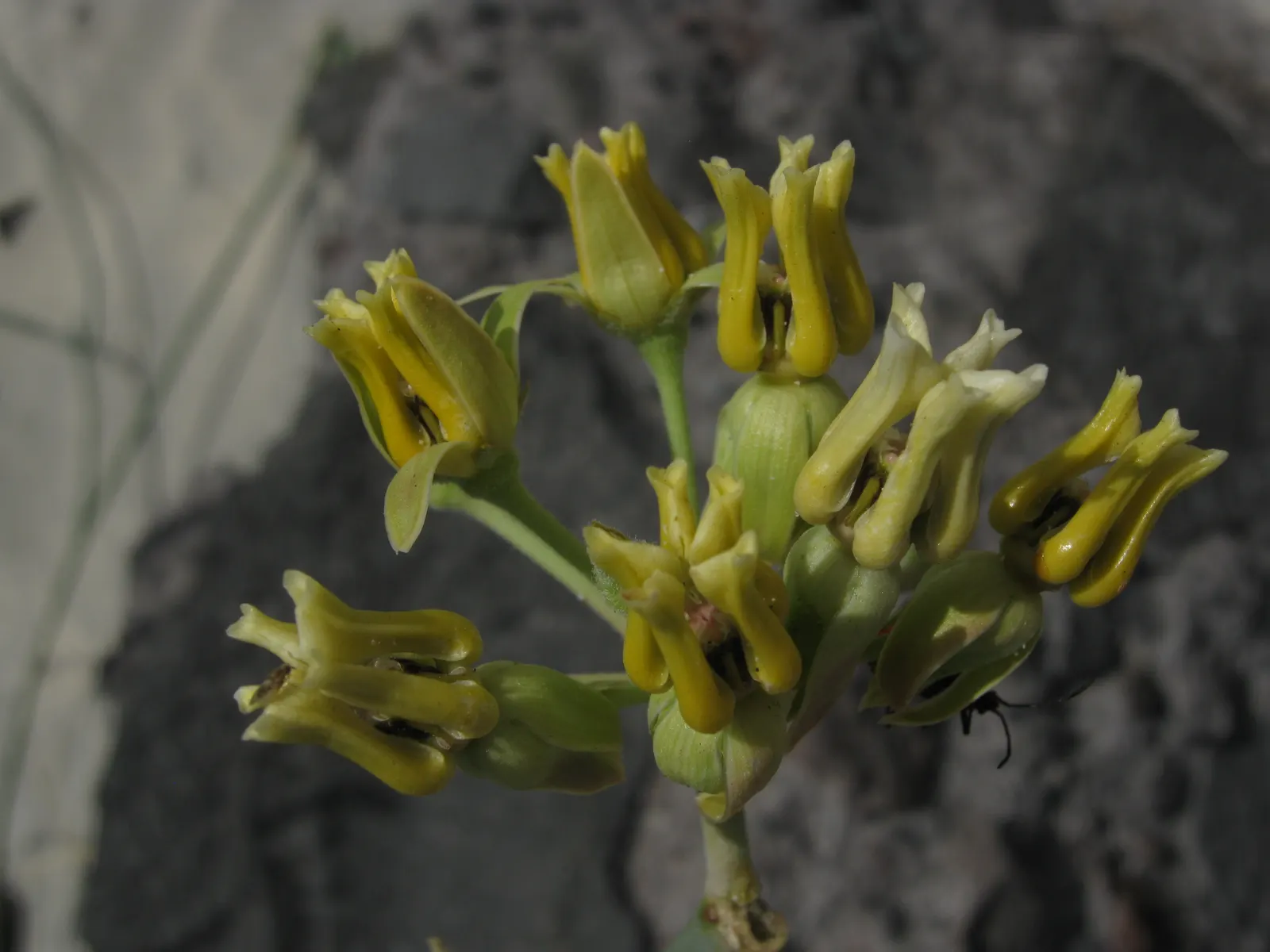 Desert Milkweed (Asclepias Subulata) — is a perennial plant indigenous to the desert regions of the Southwestern United States and Northern Mexico; white