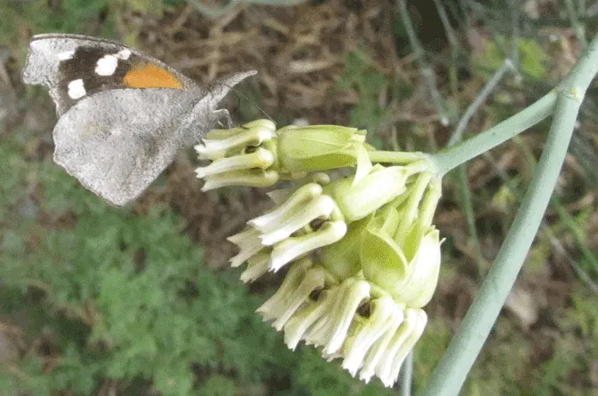 Desert Milkweed (Asclepias Subulata) — commonly known as Desert Milkweed or Rush Milkweed