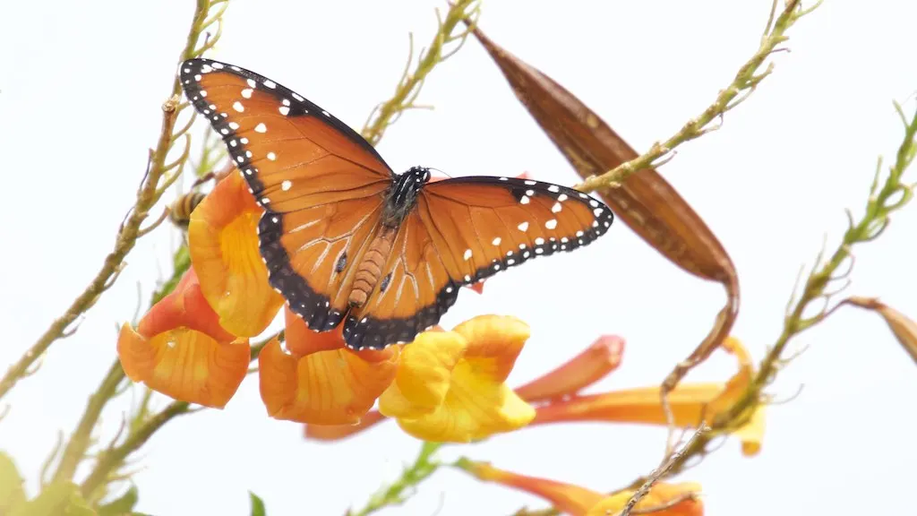 Desert Milkweed (Asclepias Subulata) — flourishing in zones 7-10