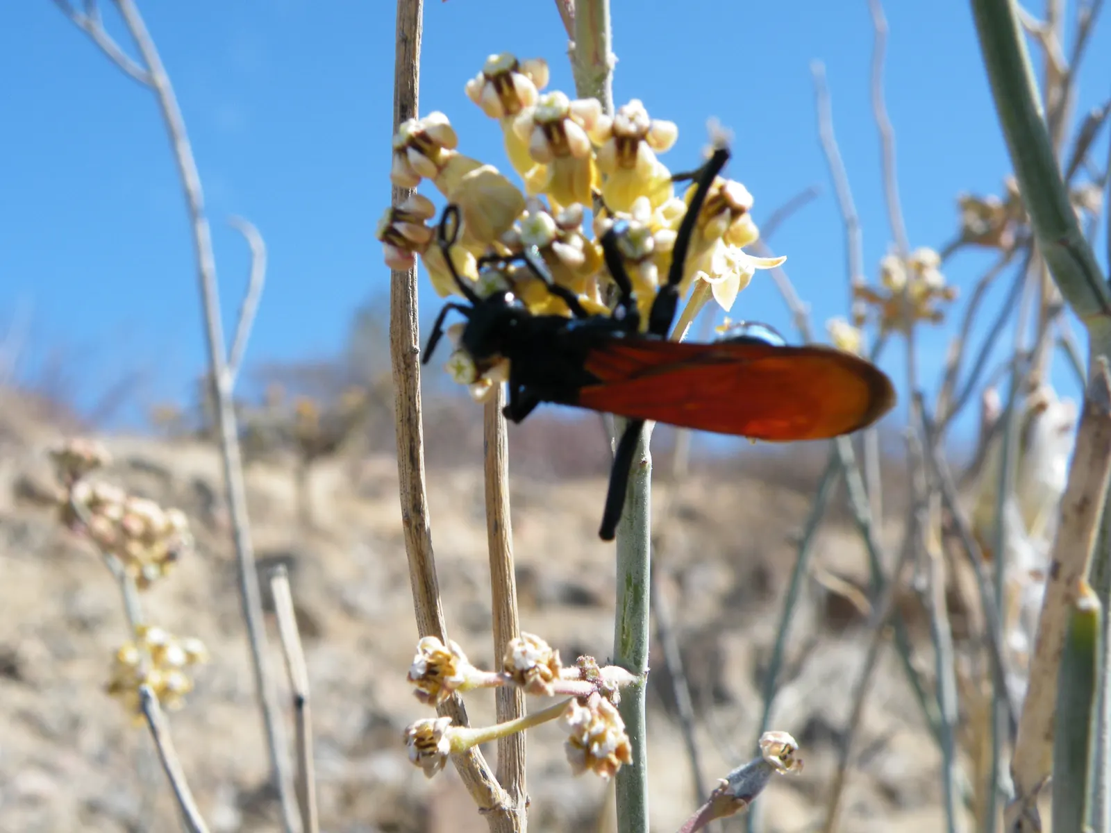 Desert Milkweed (Asclepias Subulata) — this plant forms an erect and statuesque silhouette in the landscape