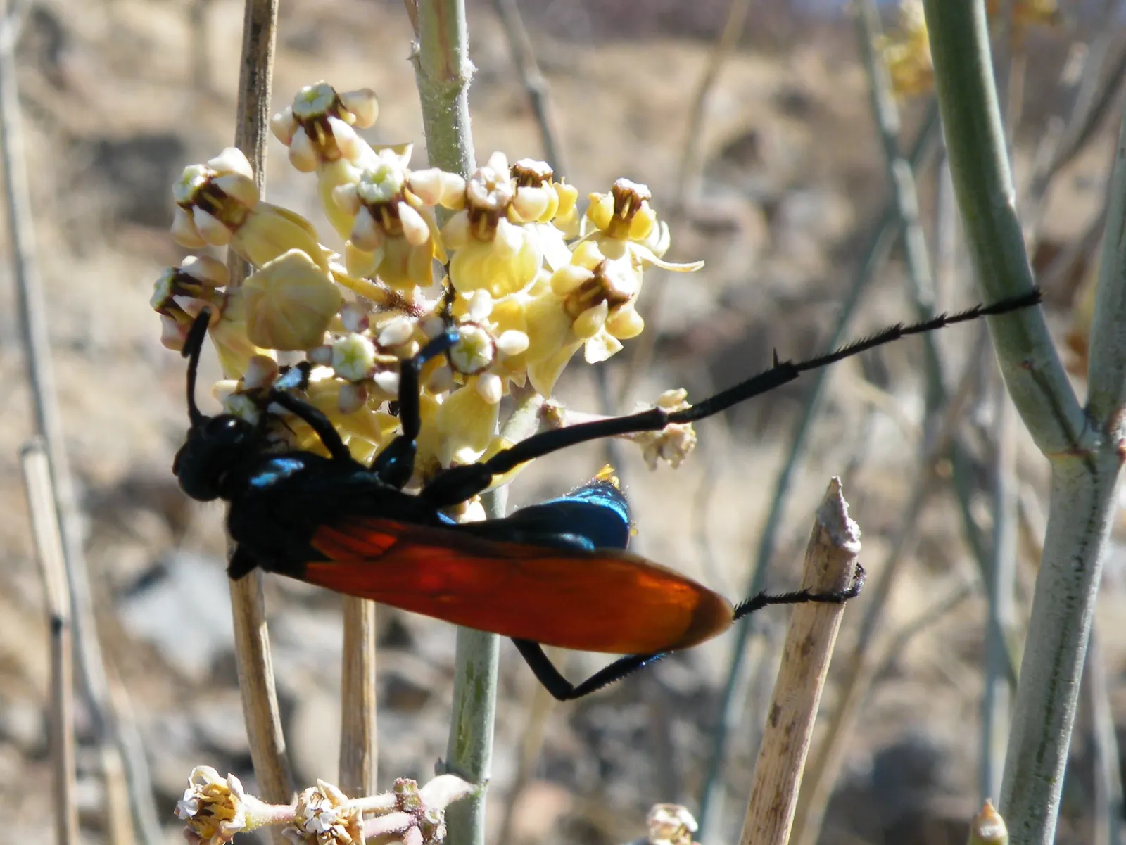 Desert Milkweed (Asclepias Subulata) — clusters of creamy white or yellowish flowers bloom atop its stem