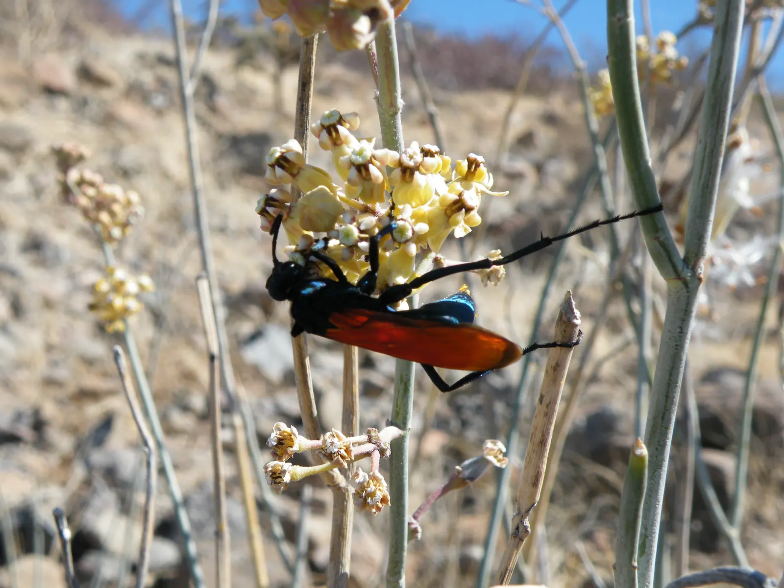 Desert Milkweed (Asclepias Subulata) — it may be leafless.<br><br>A noteworthy characteristic of Asclepias subulata is its striking inflorescences