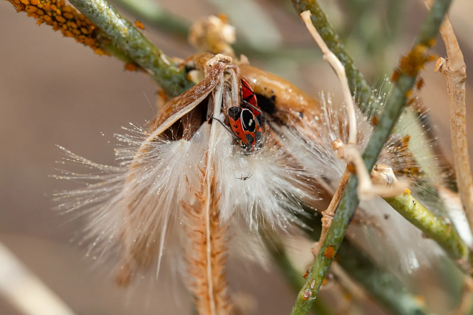 Desert Milkweed (Asclepias Subulata) — With a growth habit reaching approximately 3 to 4 feet in height and spreading up to 2 feet wide