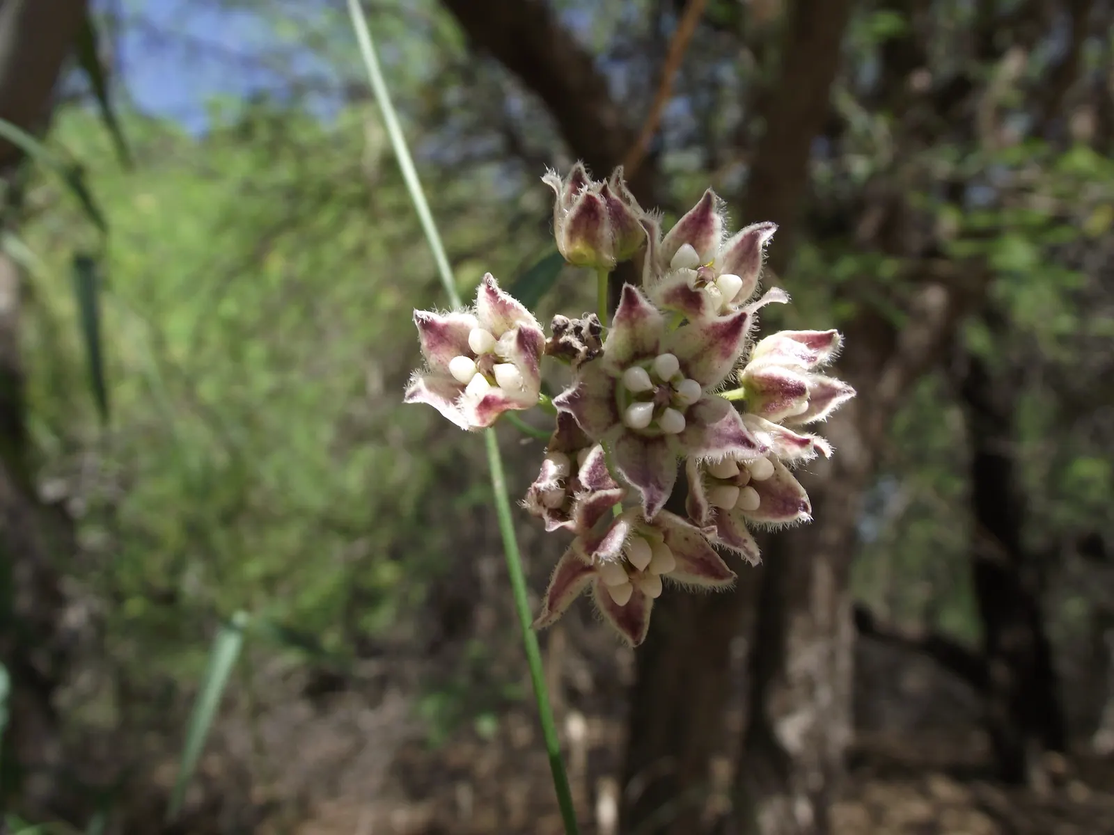 Desert Milkweed (Asclepias Subulata) — Desert Milkweed is uniquely adapted to arid environments
