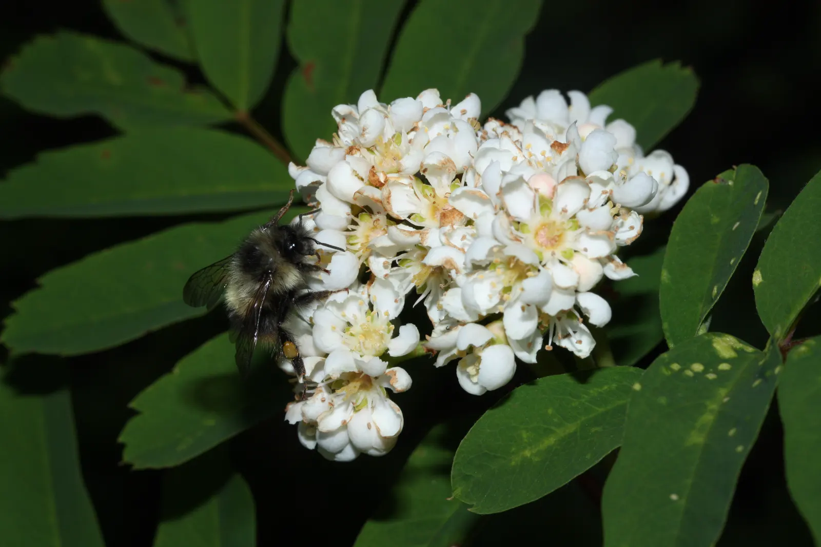 Western Mountain Ash (Sorbus Sitchensis) — adding a splash of warmth to the cooler landscape.<br><br>For best growth