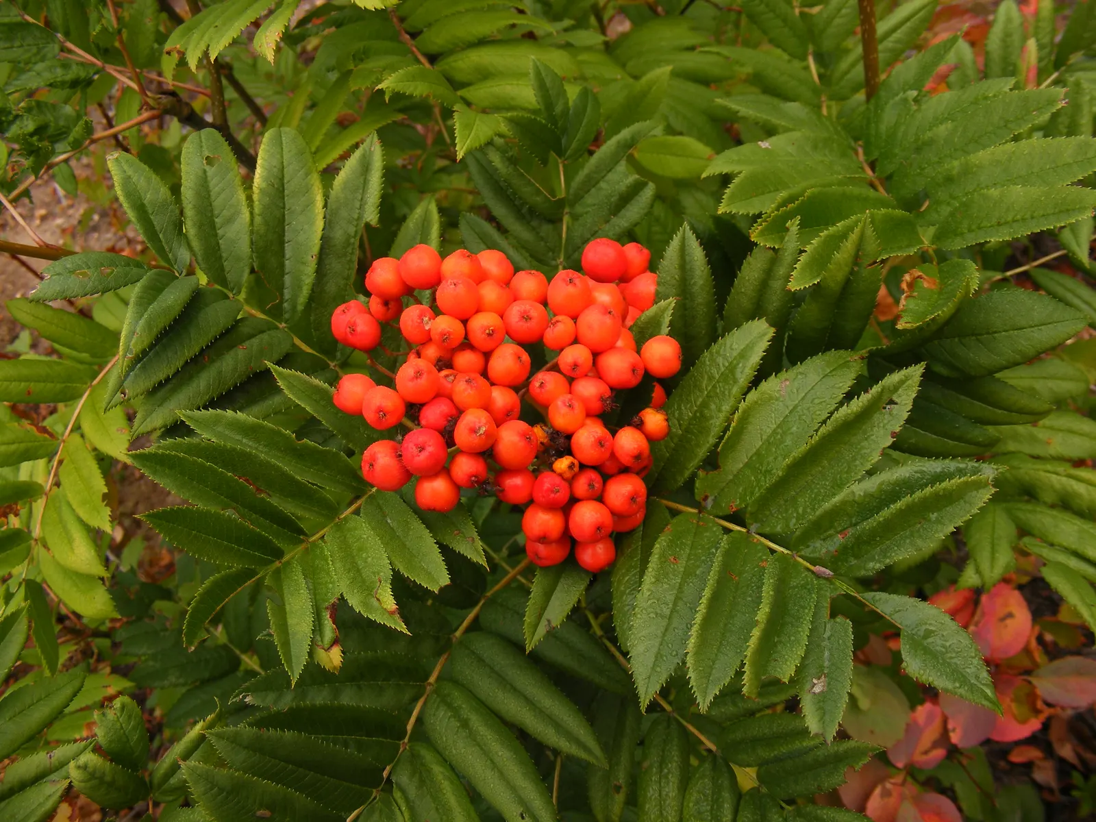 Western Mountain Ash (Sorbus Sitchensis) — each cluster stretching 4-6 inches across