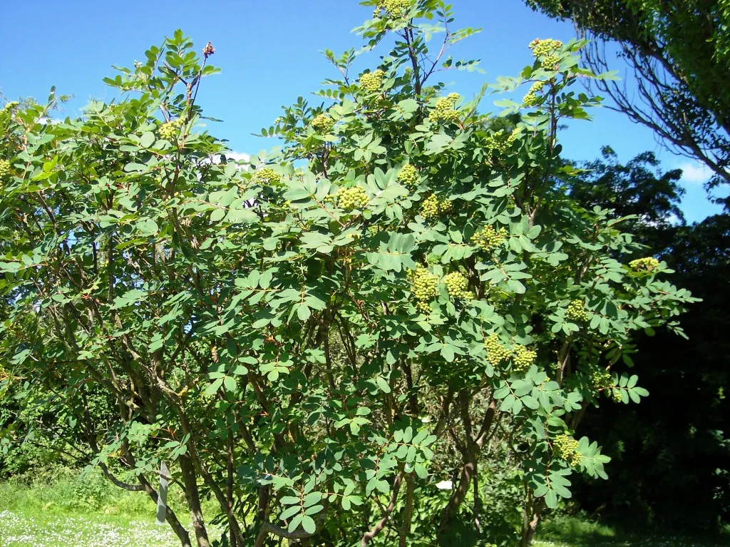 Western Mountain Ash (Sorbus Sitchensis) — Prefers moist, well-drained soils with full sun to partial shade; it is a splendid addition to any landscape design