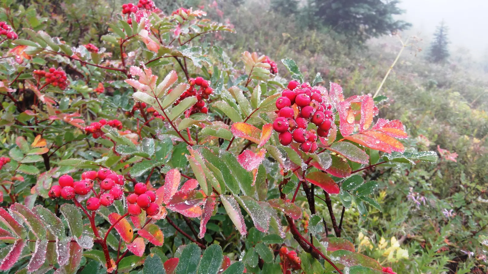 Western Mountain Ash (Sorbus Sitchensis) — shrub with white blooms