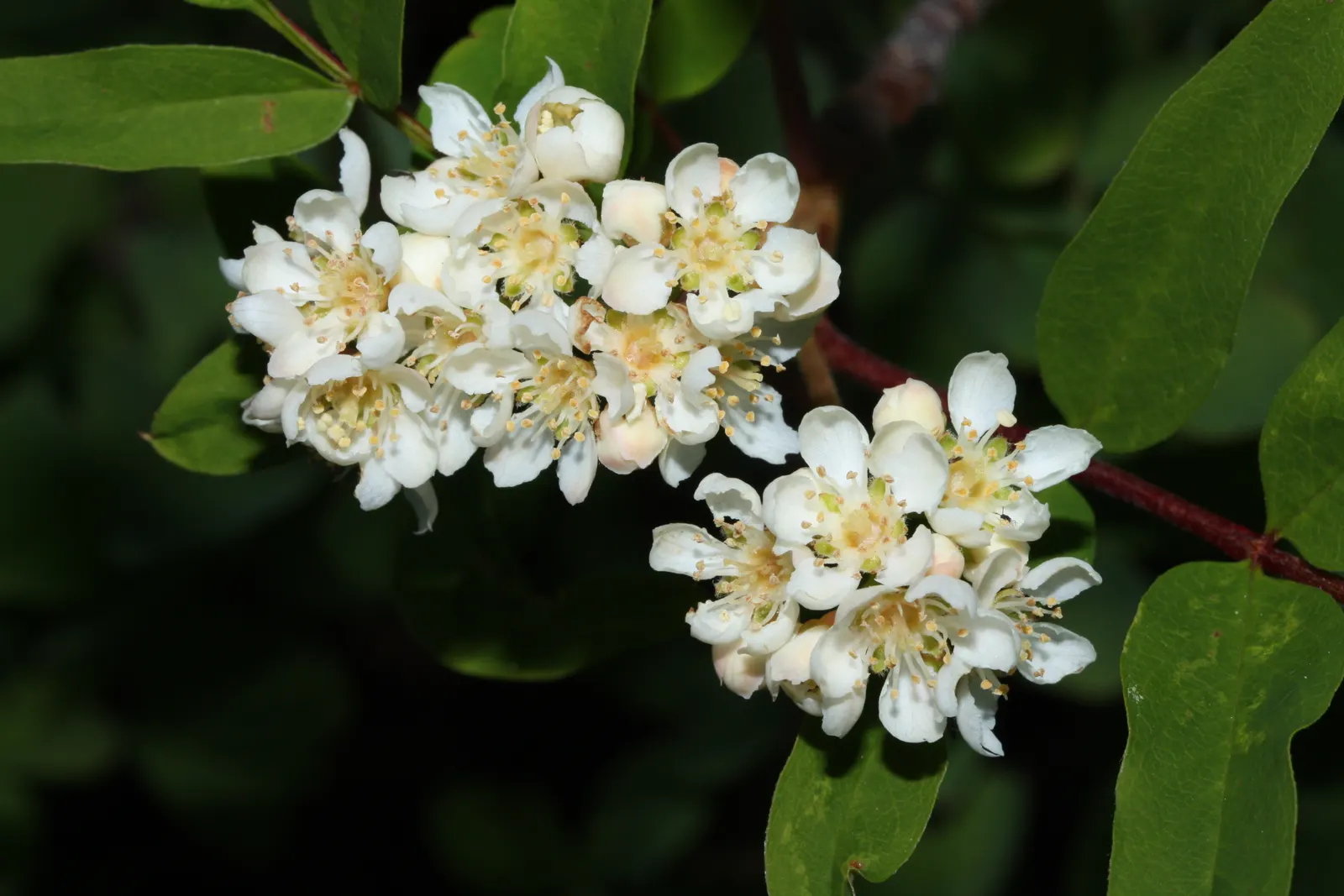 Western Mountain Ash (Sorbus Sitchensis) — This tree is also relatively low-maintenance; which are composed of 9 to 11 leaflets