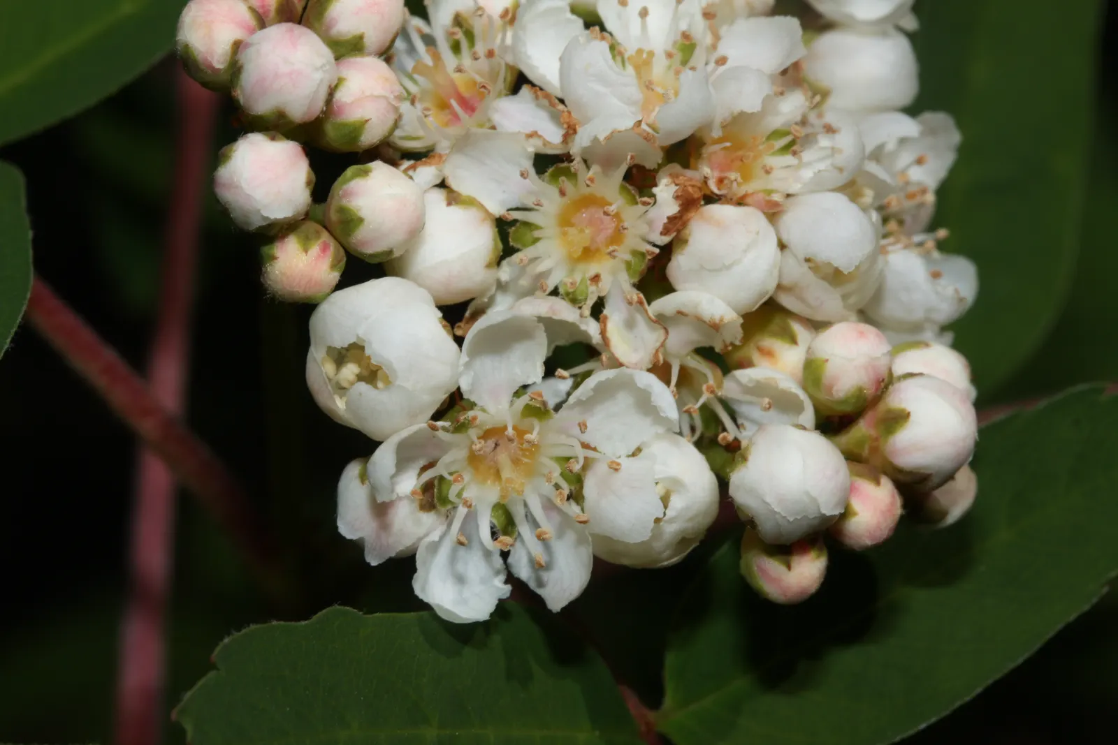 Western Mountain Ash (Sorbus Sitchensis) — plant Sorbus sitchensis in well-drained soil with medium moisture