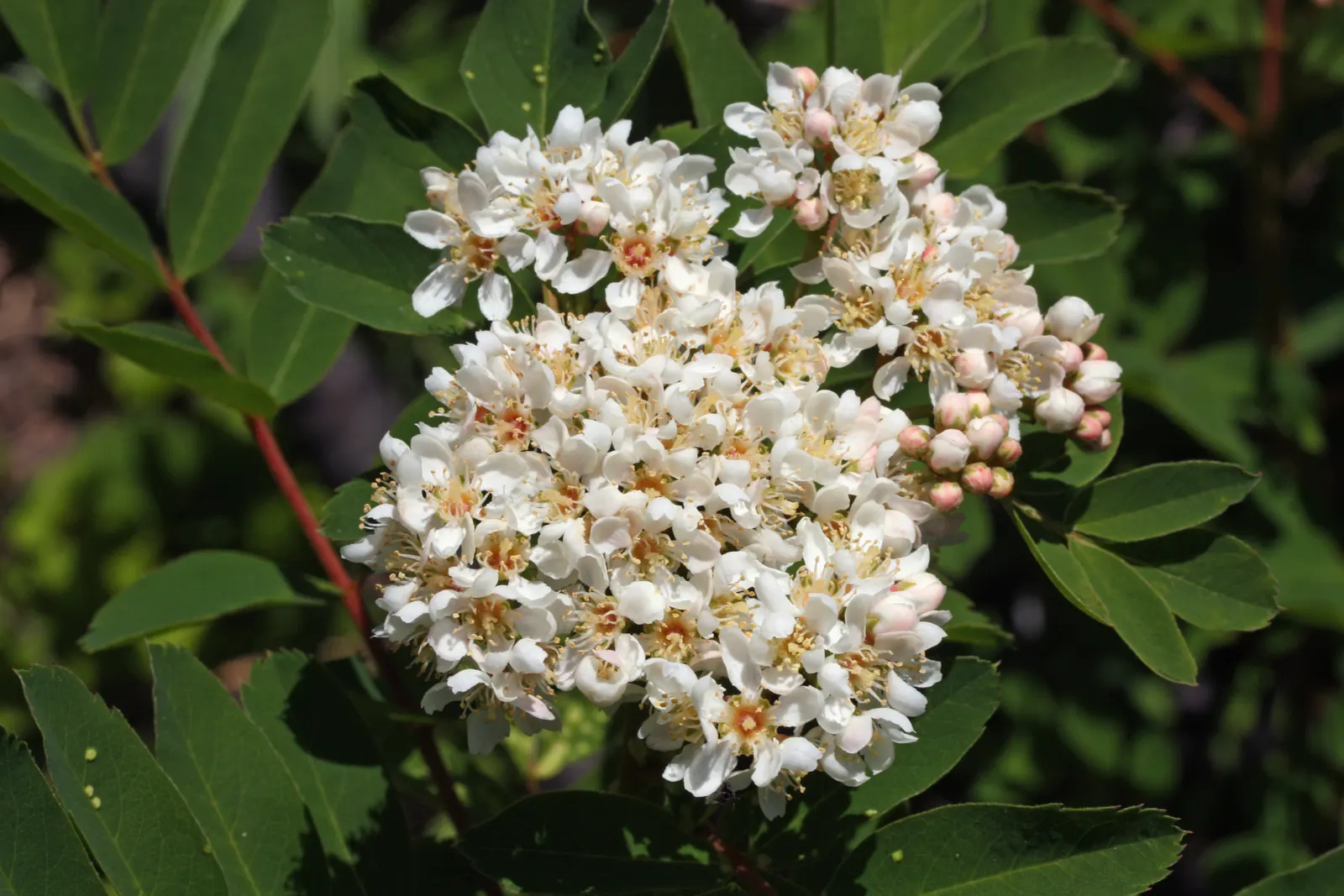 Western Mountain Ash (Sorbus Sitchensis) — each extending up to 2-3 inches long