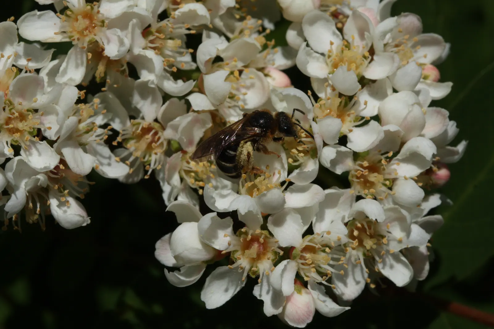 Western Mountain Ash (Sorbus Sitchensis) — The Western Mountain Ash, Sorbus sitchensis, is a deciduous tree native to the Pacific Northwest