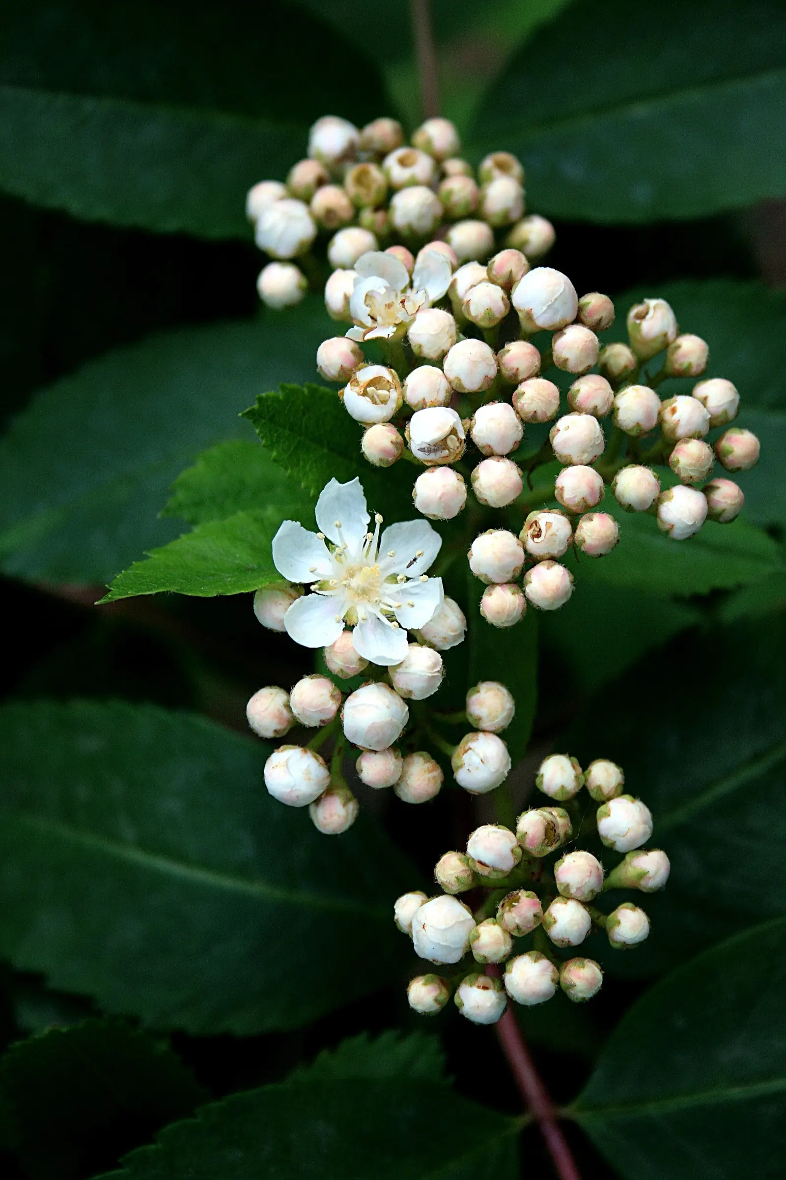 Western Mountain Ash (Sorbus Sitchensis) — is a breathtaking deciduous tree native to the Pacific Northwest; white flowers in the garden