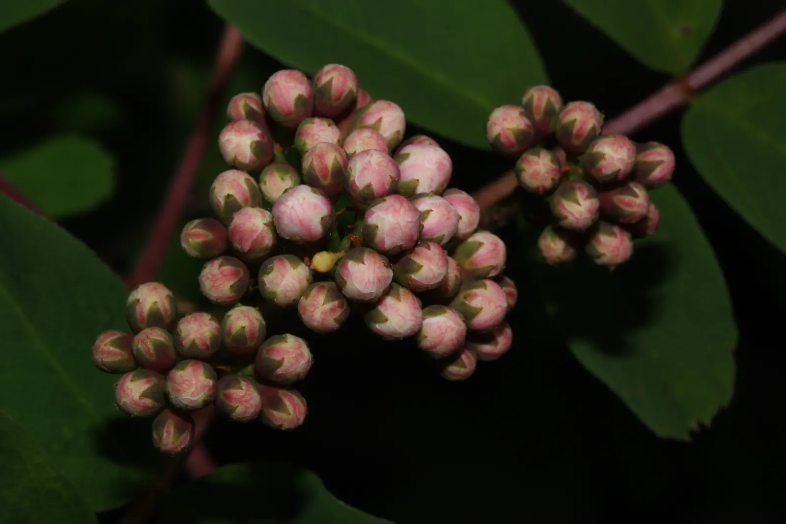 Western Mountain Ash (Sorbus Sitchensis) — It typically reaches 13 to 33 feet in height, offering a compact, rounded canopy
