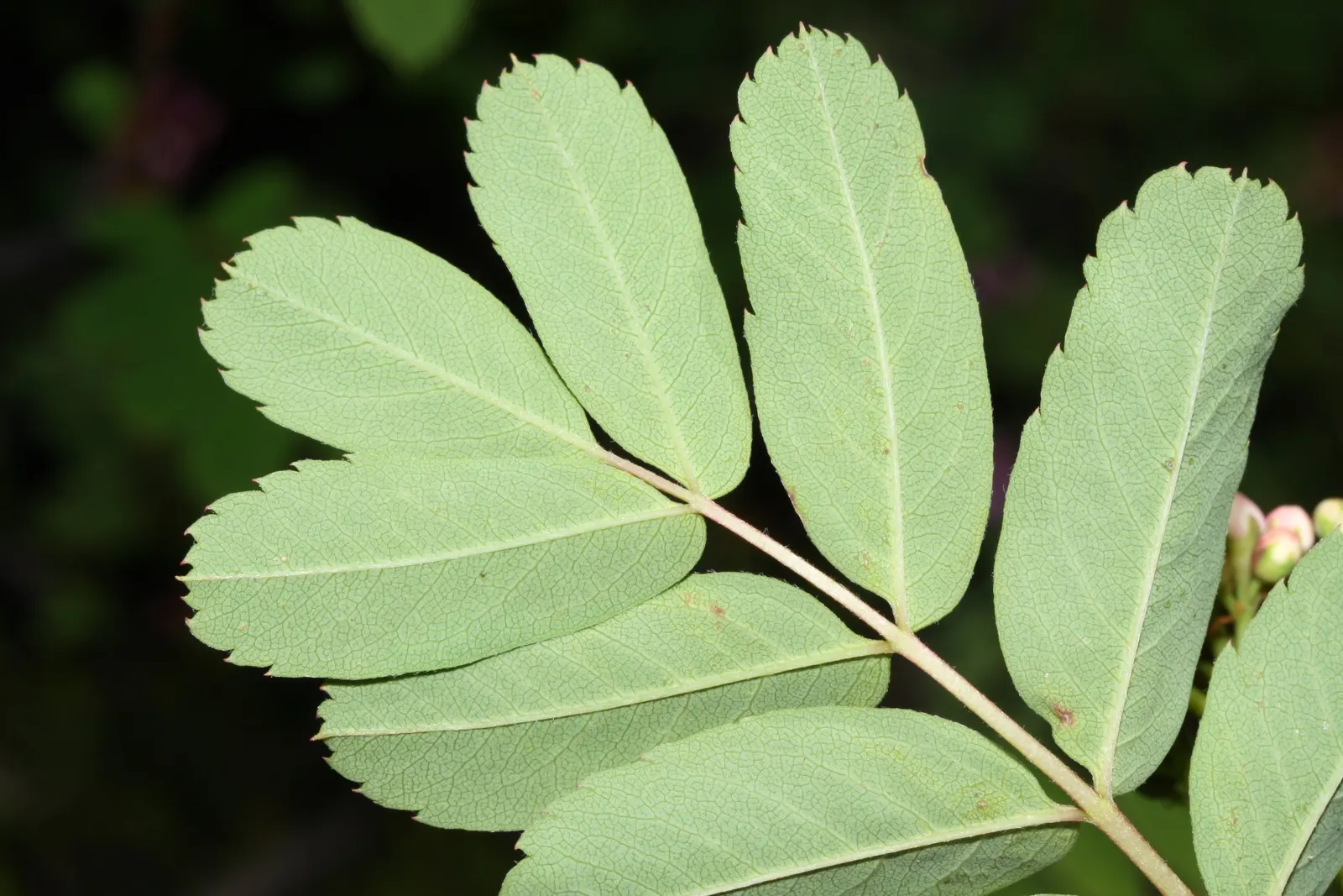 Western Mountain Ash (Sorbus Sitchensis) — This tree is also relatively low-maintenance