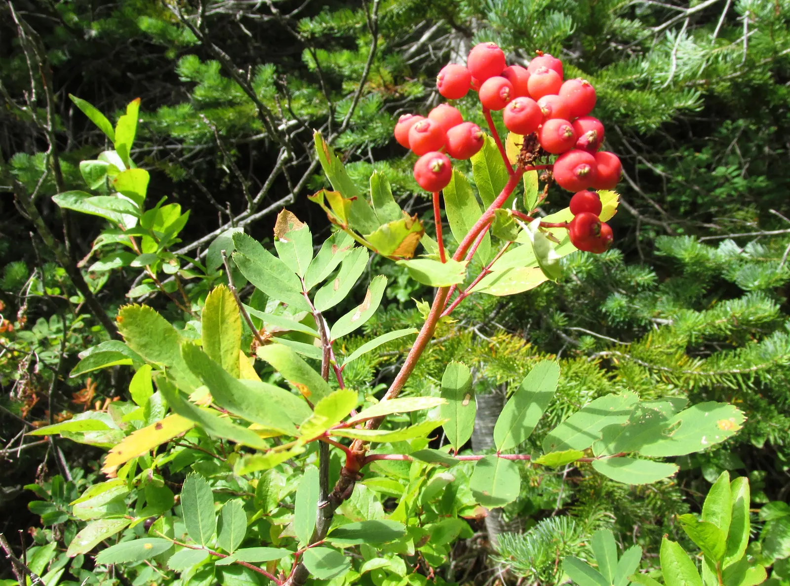 Western Mountain Ash (Sorbus Sitchensis) — Foliage is pinnate, turning fiery red in autumn; it thrives in USDA Hardiness Zones 5 through 7 and appreciates full
