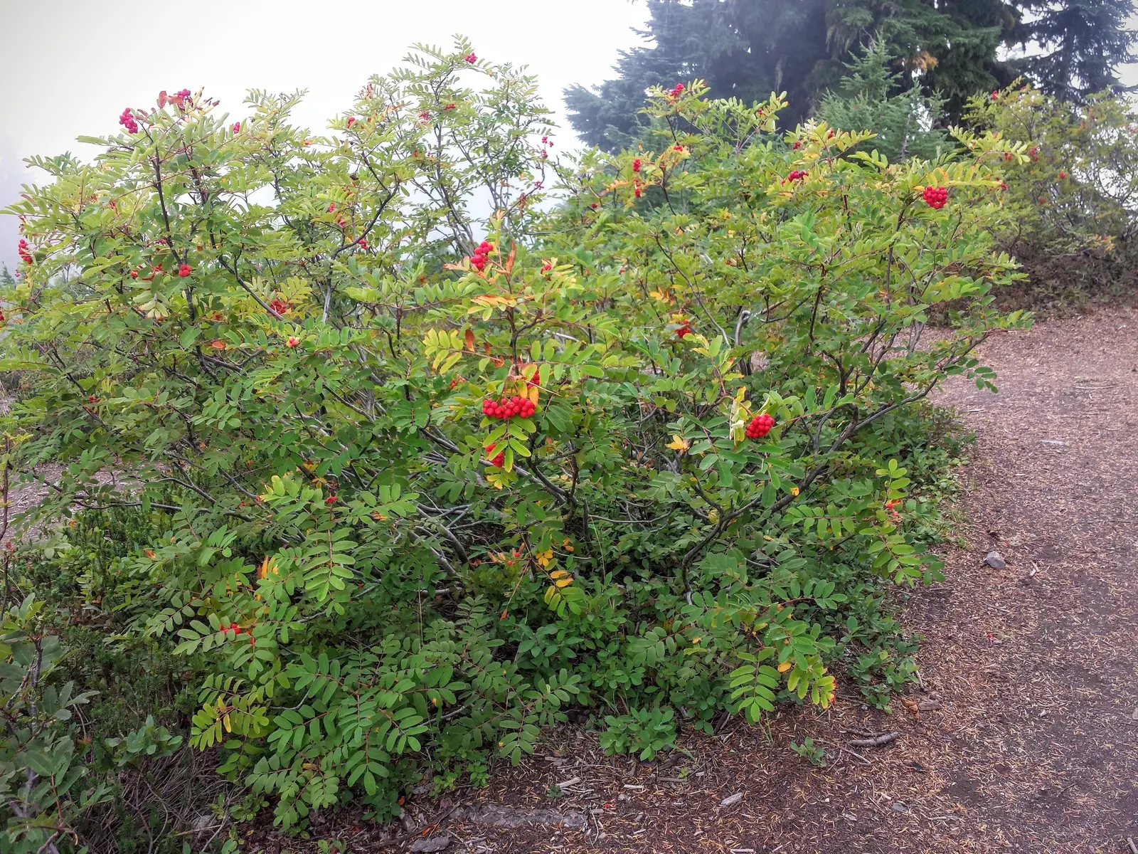 Western Mountain Ash (Sorbus Sitchensis) — Ideal for wildlife gardens and small spaces