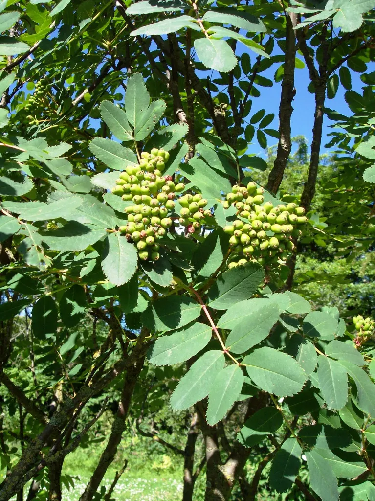 Western Mountain Ash (Sorbus Sitchensis) — each extending up to 2-3 inches long; it typically reaches 13 to 33 feet in height, offering a compact, rounded
