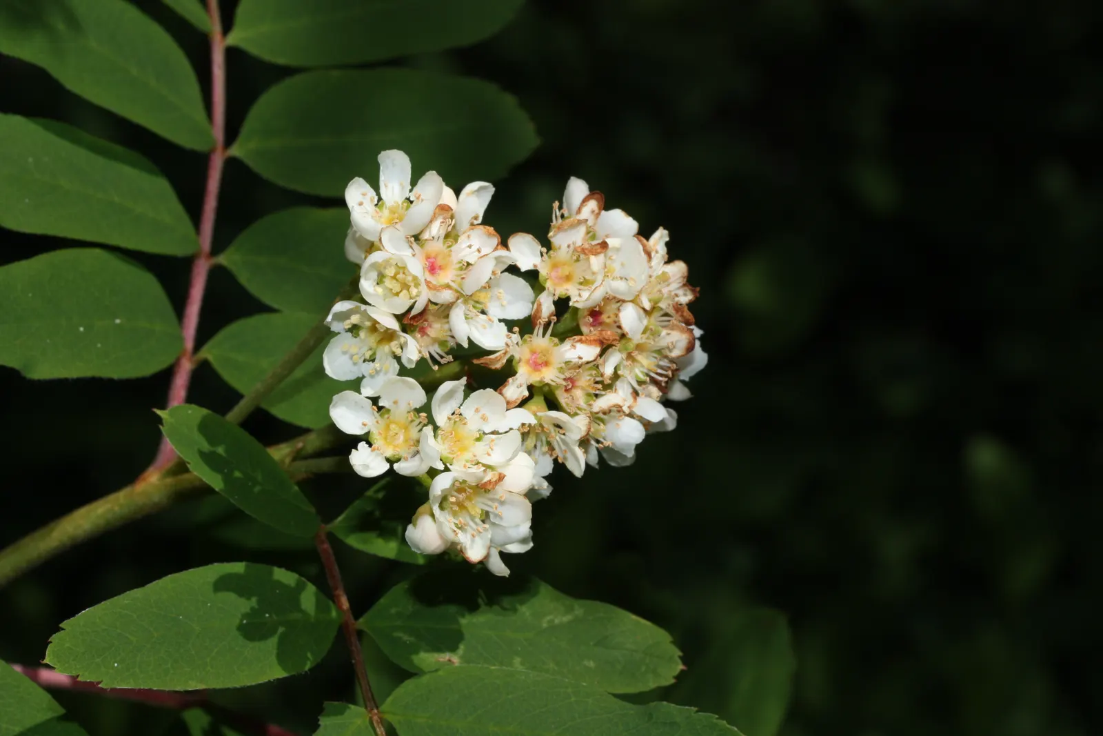 Western Mountain Ash (Sorbus Sitchensis) — It is a splendid addition to any landscape design, offering visual interest across all seasons; prefers moist